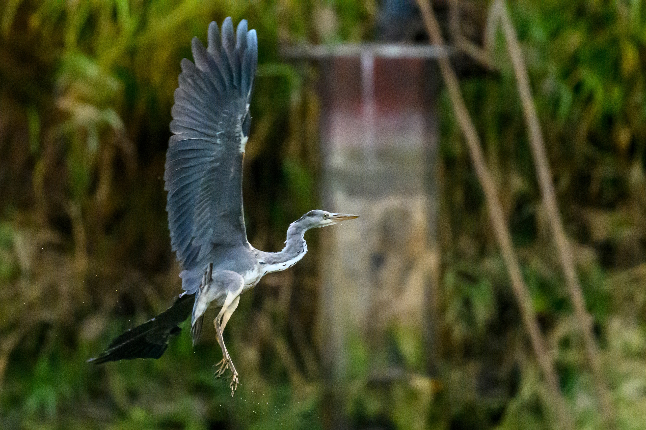 Цапли. The Herons. Фотограф Сергей Пупонин