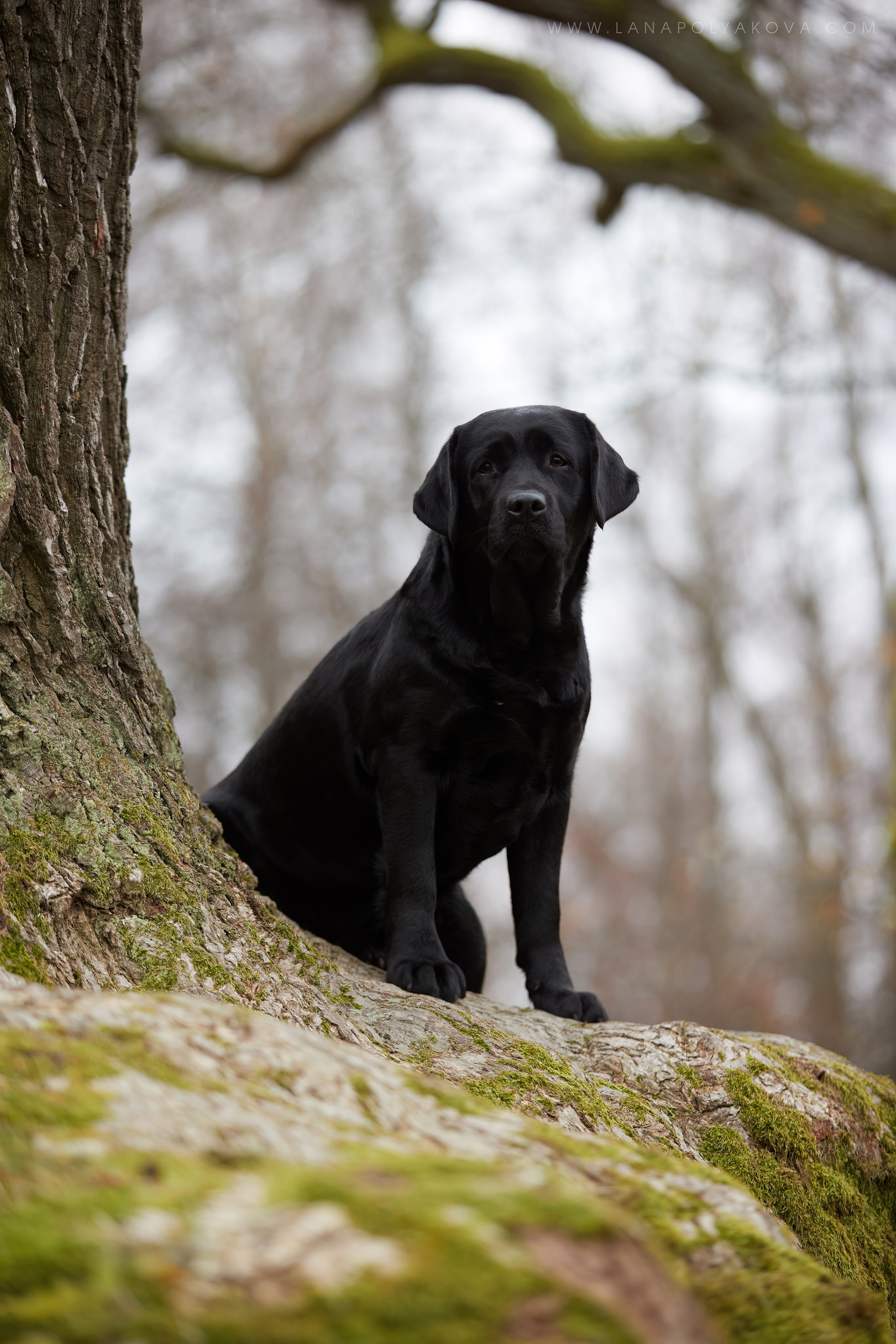 ВЫЕЗДНЫЕ ФОТОСЕССИИ СОБАК. ФОТОГРАФ-АНИМАЛИСТ l LANA POLYAKOVA