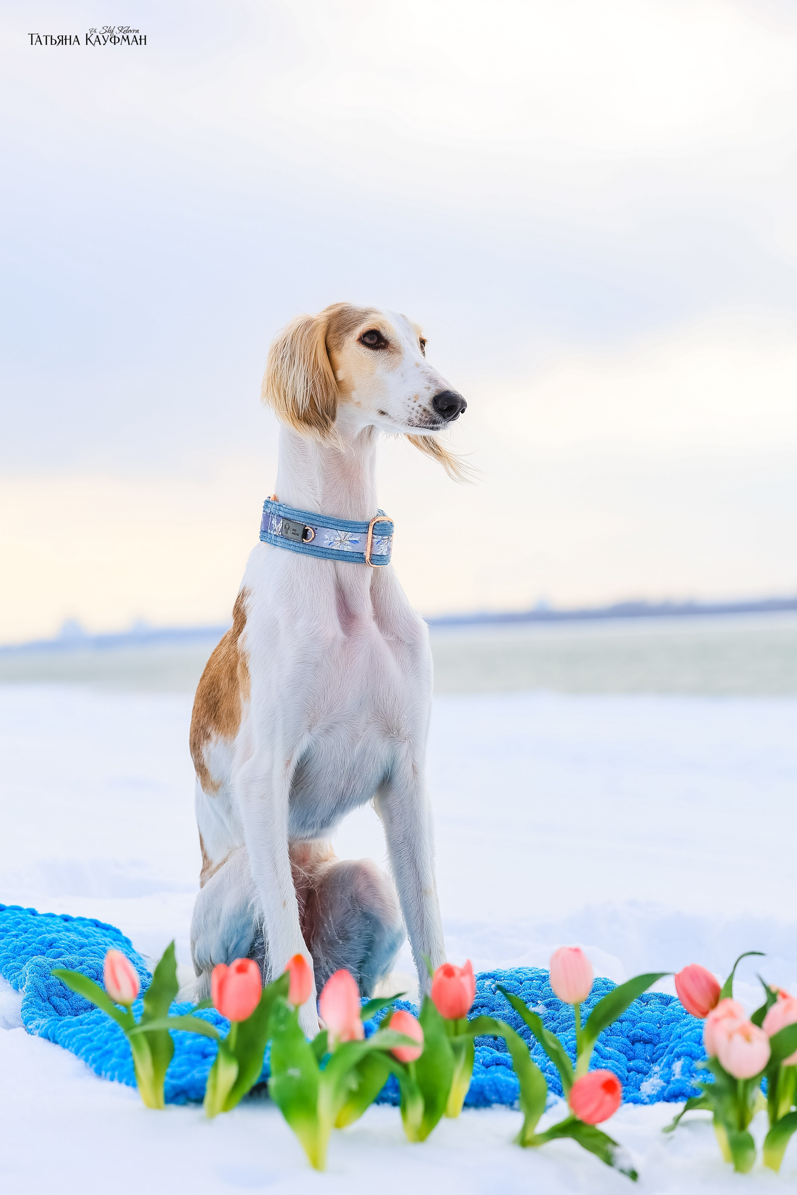 Салюки Флай и Лира. Фотограф Анималист из Новосибирска Татьяна Кауфман
