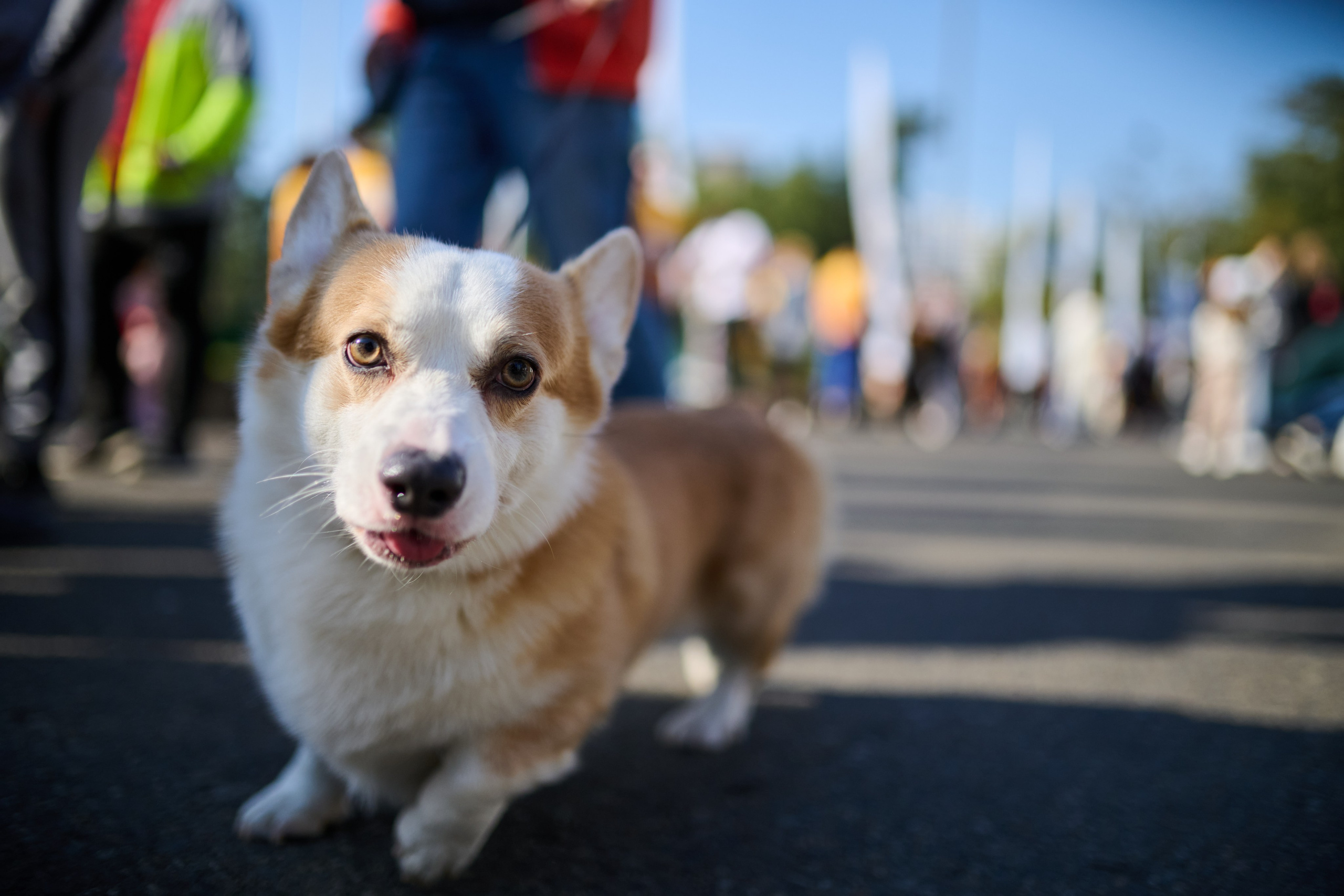 Роснефть, Забег «Энергия Жизни». Репортажный фотограф в Краснодаре, Иван Ванюшенков
