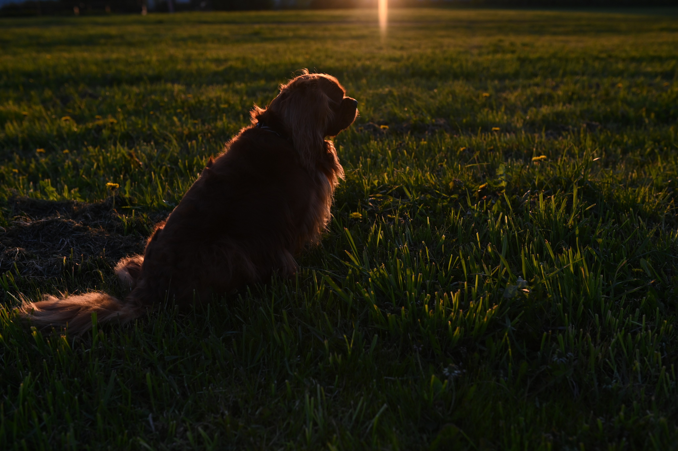 Обо мне. Фотограф анималист в Москве Ольга Агушева