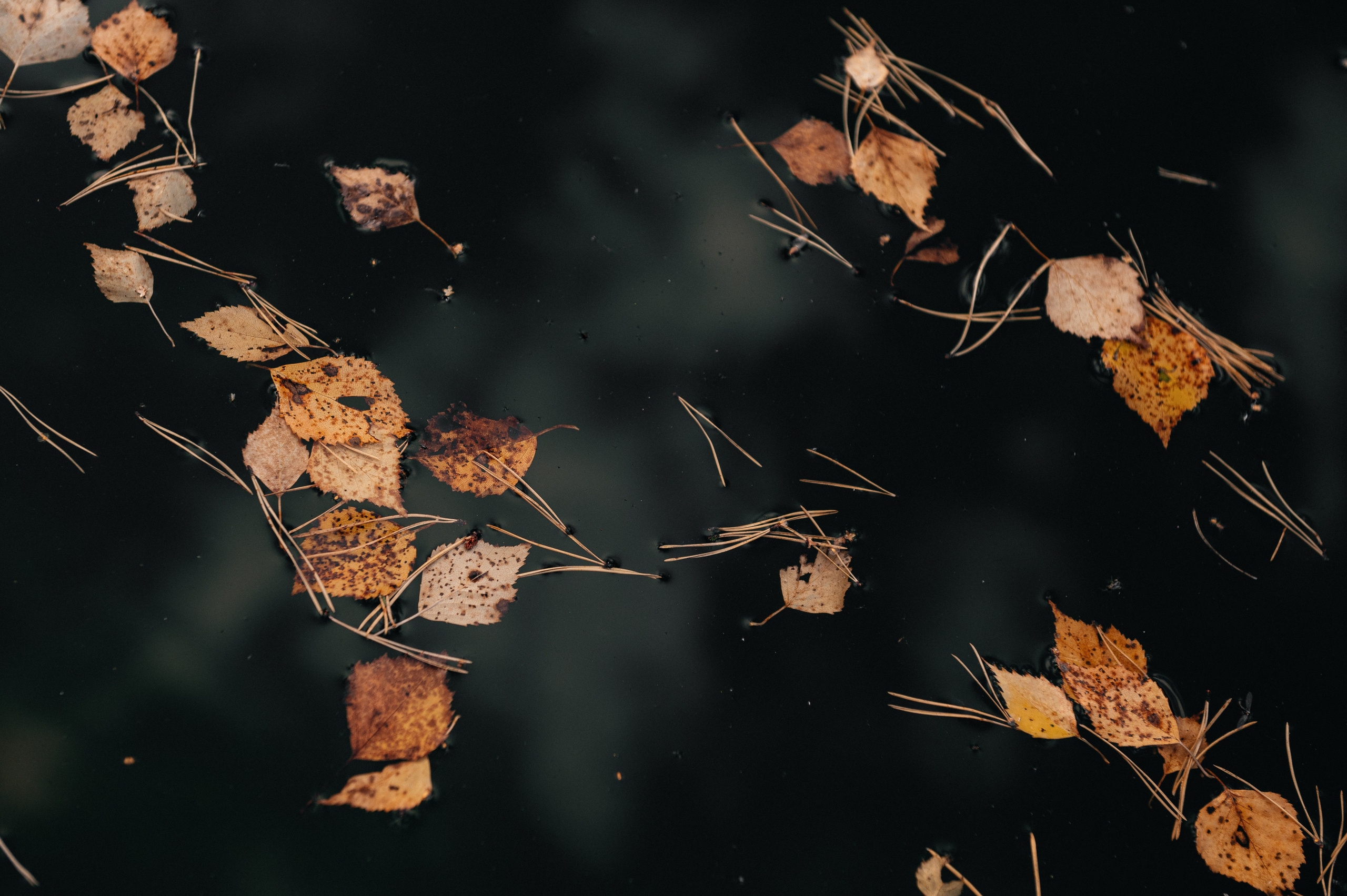 Отели подмосковья, где можно провести свадьбу. Свадебный и семейный фотограф Виктория Носачёва. Щелково, Москва и МО