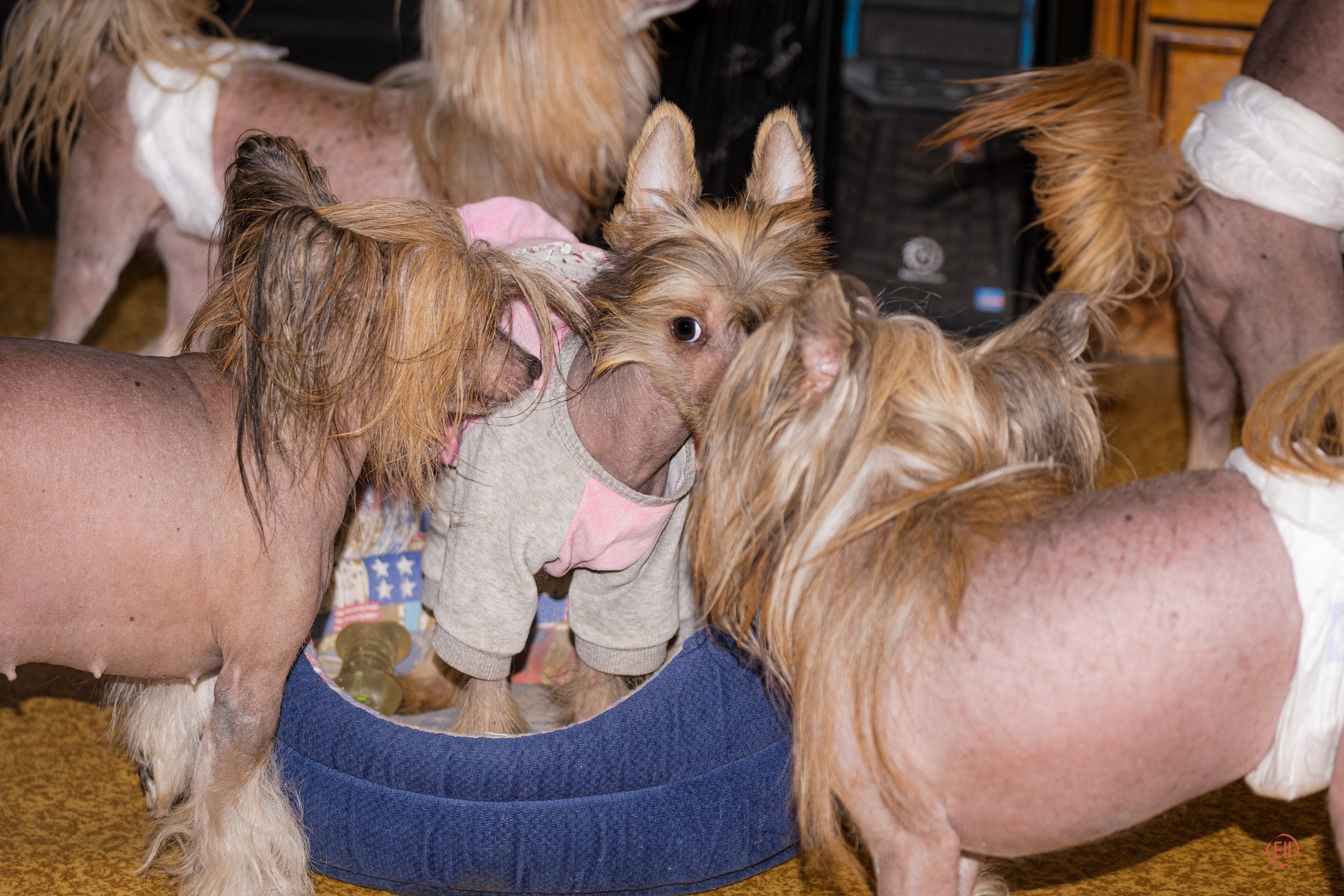Emma gets to know the inhabitants of our nursery, a girl from Vladivostok has just moved here.