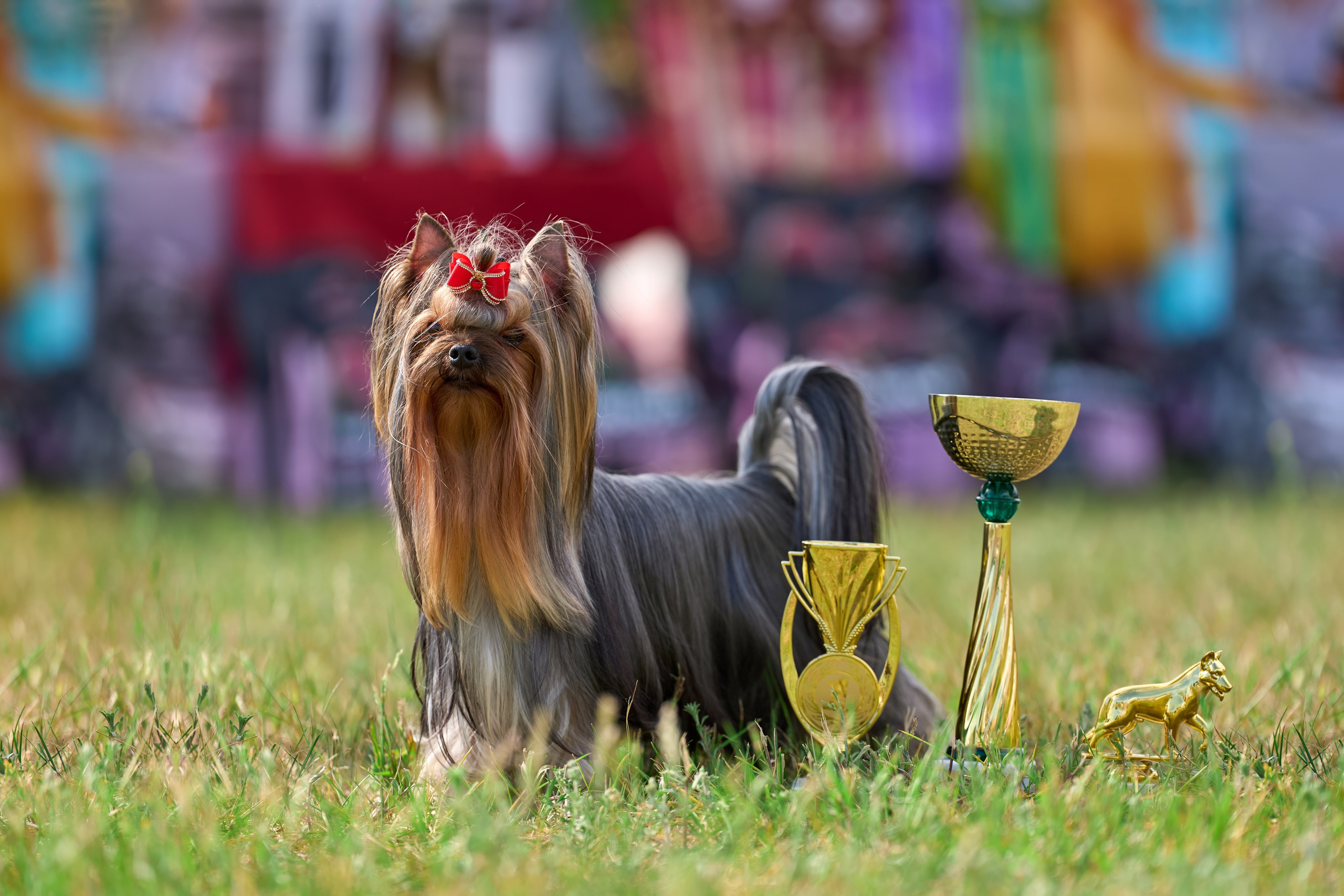 Выставка «ИЗ СОЗВЕЗДИЯ БОЛЬШОГО ПСА 2024». Фотограф-анималист Михаил Манухин