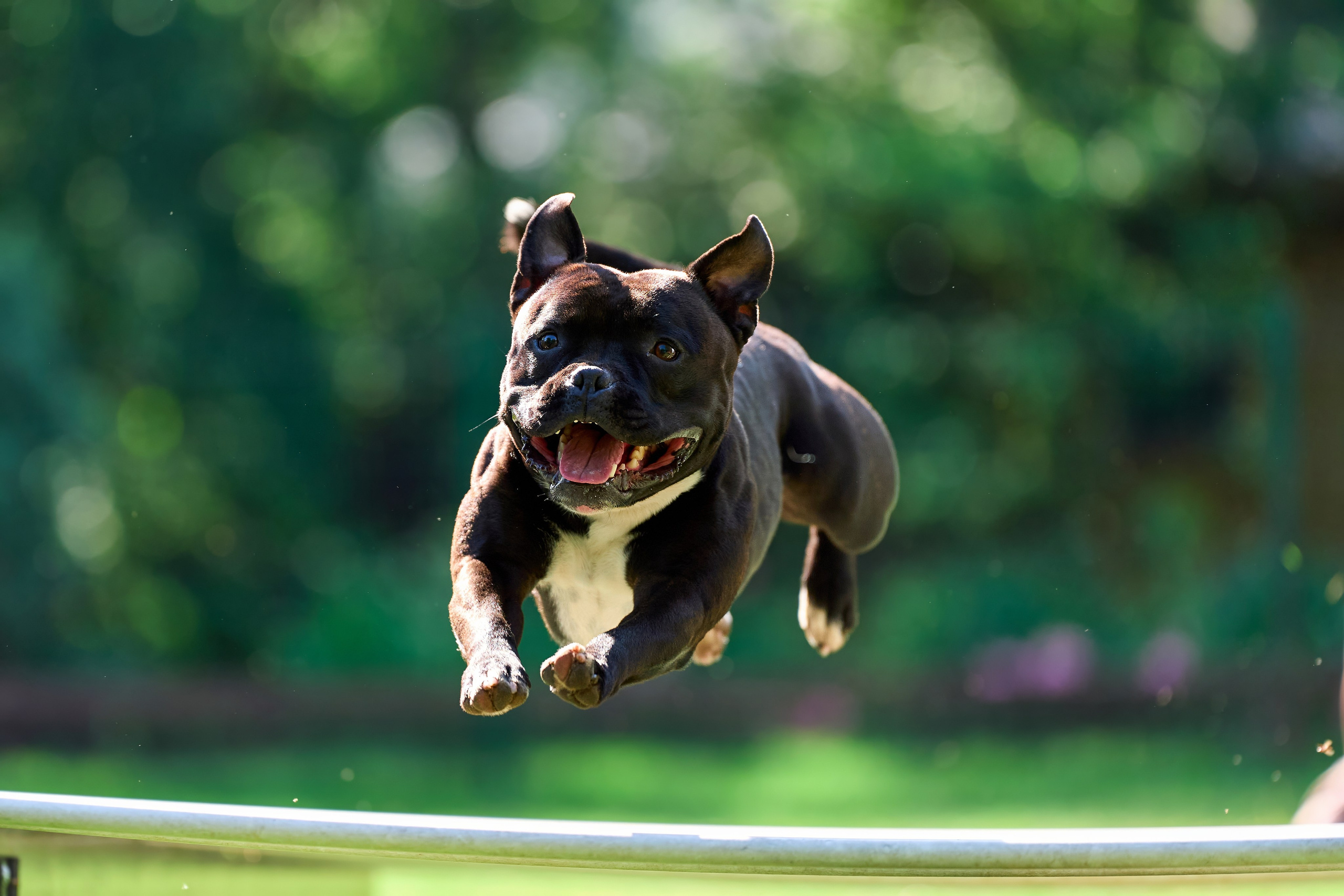 Двухдневные соревнования «Jump'n'Gym Fest — 2024». Фотограф-анималист Михаил Манухин