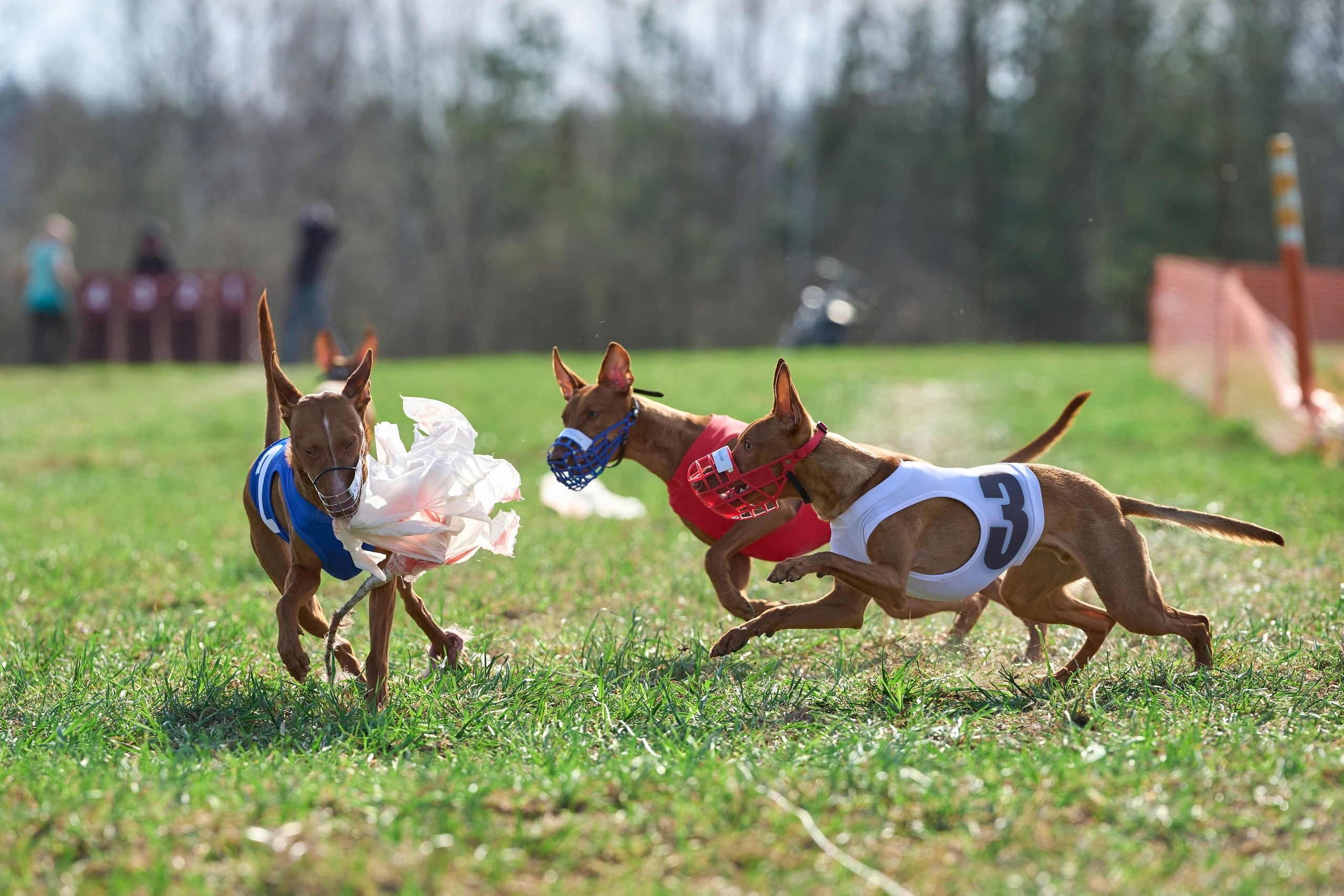 Квалификация по рейсингу. Фотограф-анималист Михаил Манухин