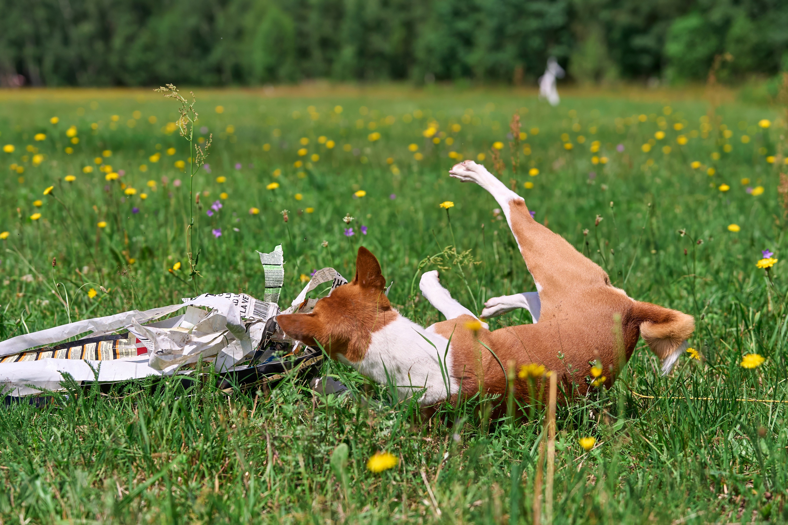 Тренировка по курсингу в Донино. Фотограф-анималист Михаил Манухин