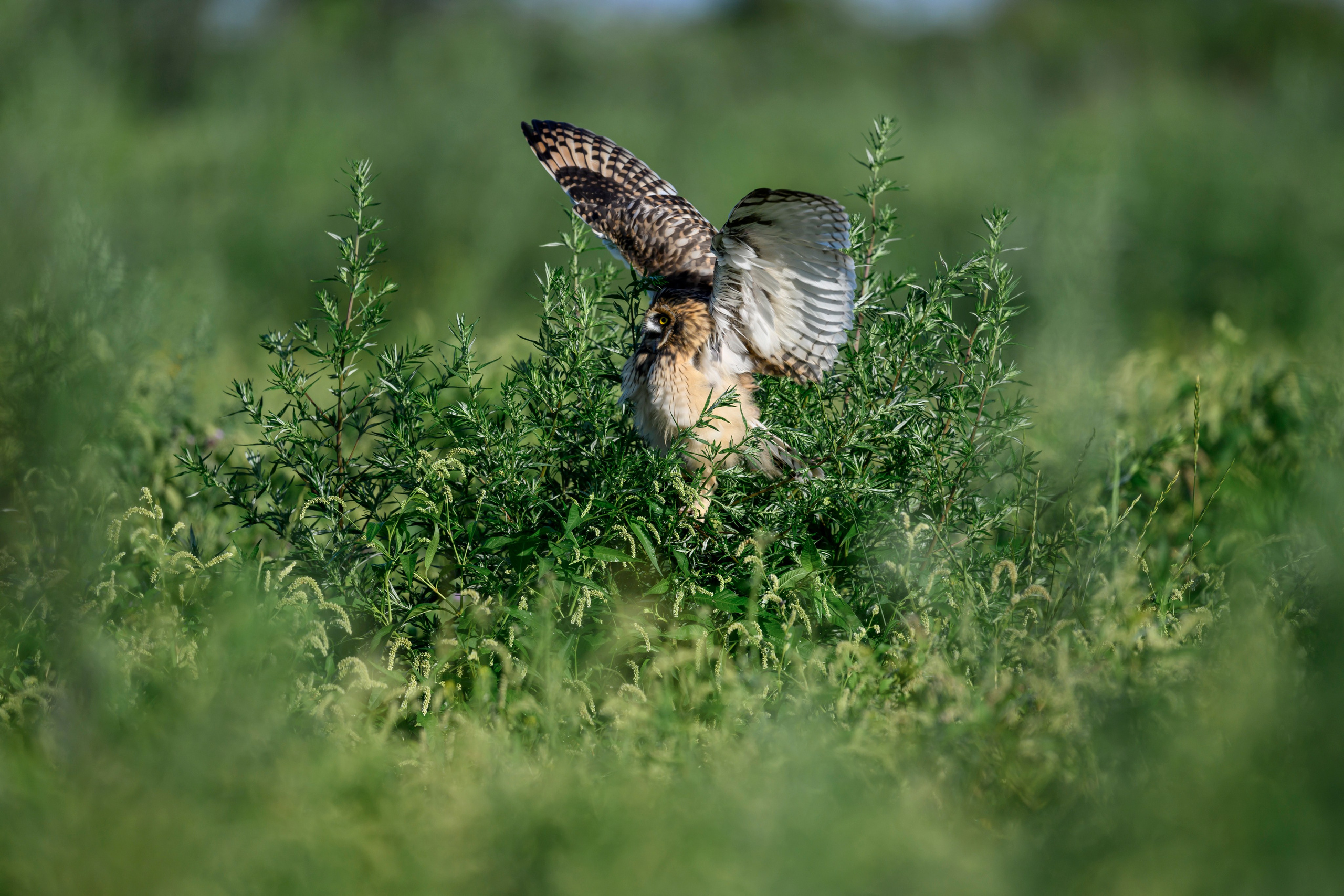 Битва сов и кормление совят. The Owl Battle and Feeding the Nestlings. Фотограф Сергей Пупонин