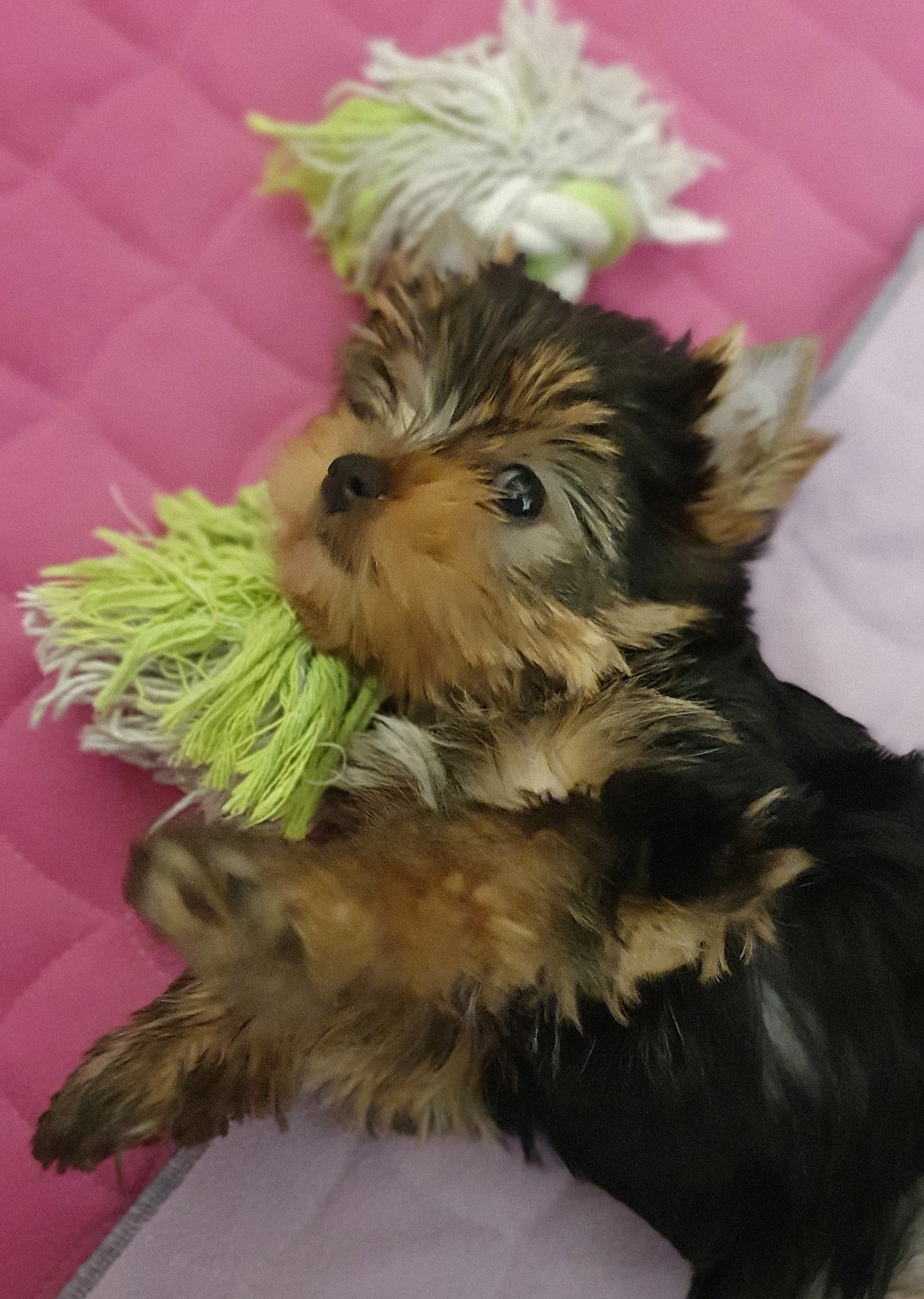 Щенки йоркширского терьера. Питомник Воле'Т Шоу Vole'T Shou. Йоркширский терьер — питомник йоркширских терьеров Vole'T Shou