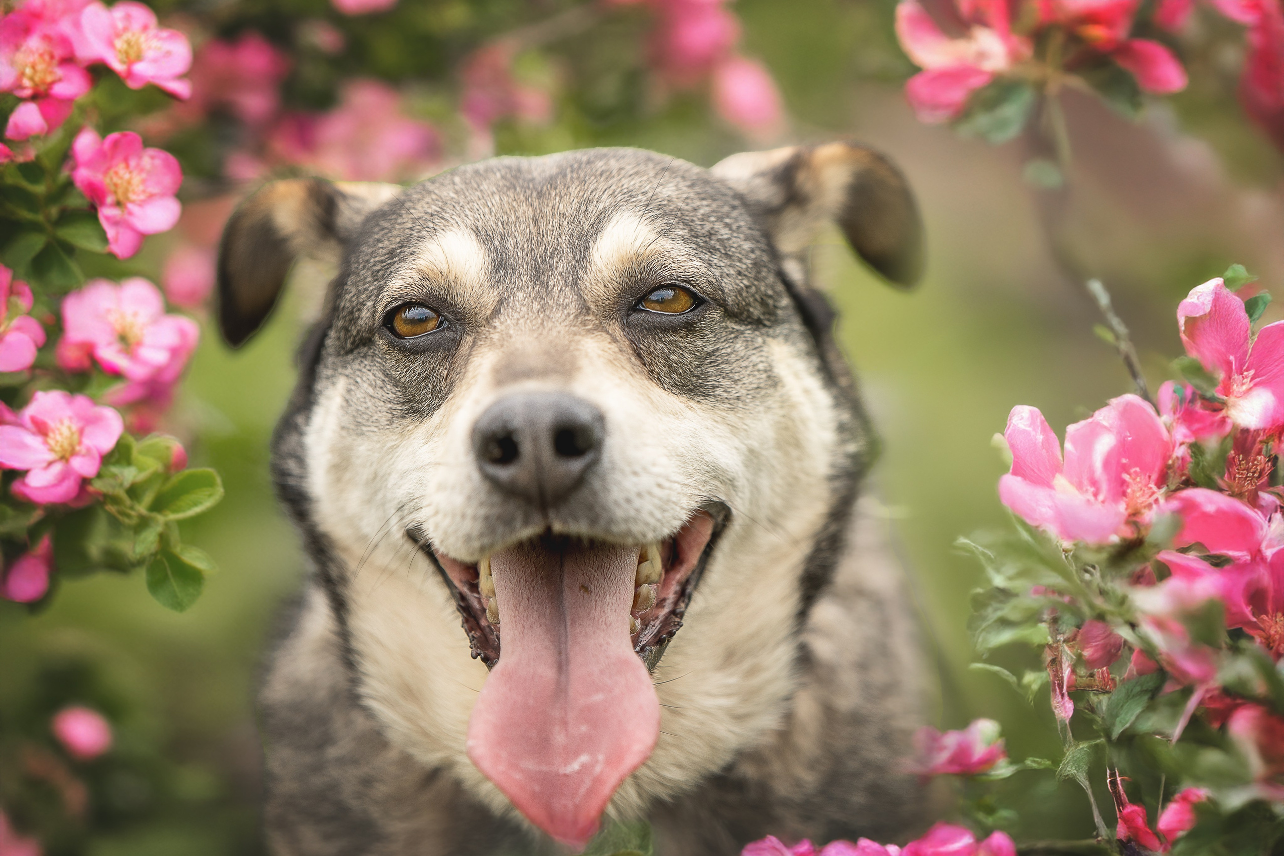 ИЩУТ ДОМ. Фотограф-анималист в Москве и Подмосковье