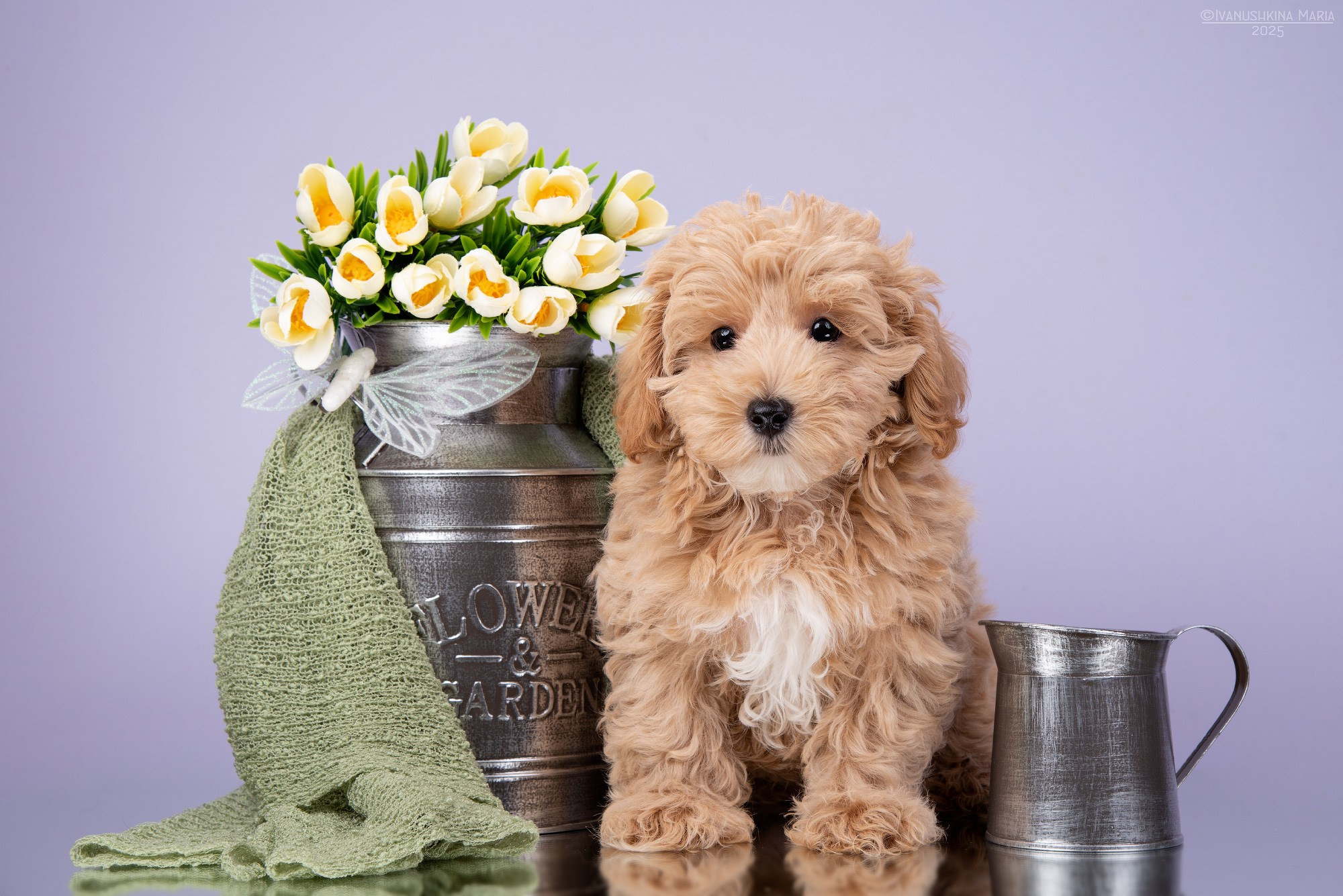 Фотосессия щенков на фонах. Фотограф собак в Москве и Московской области Иванушкина Мария