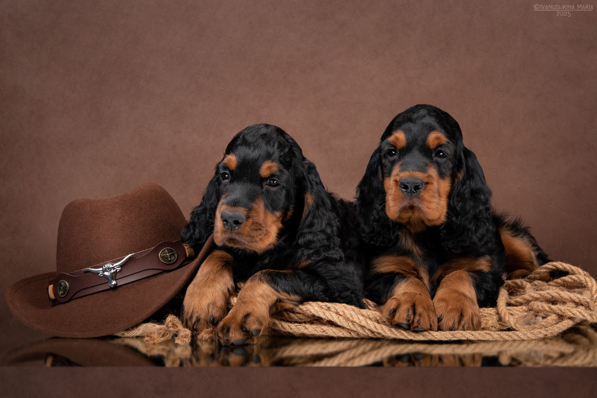 щенки гордон сеттера