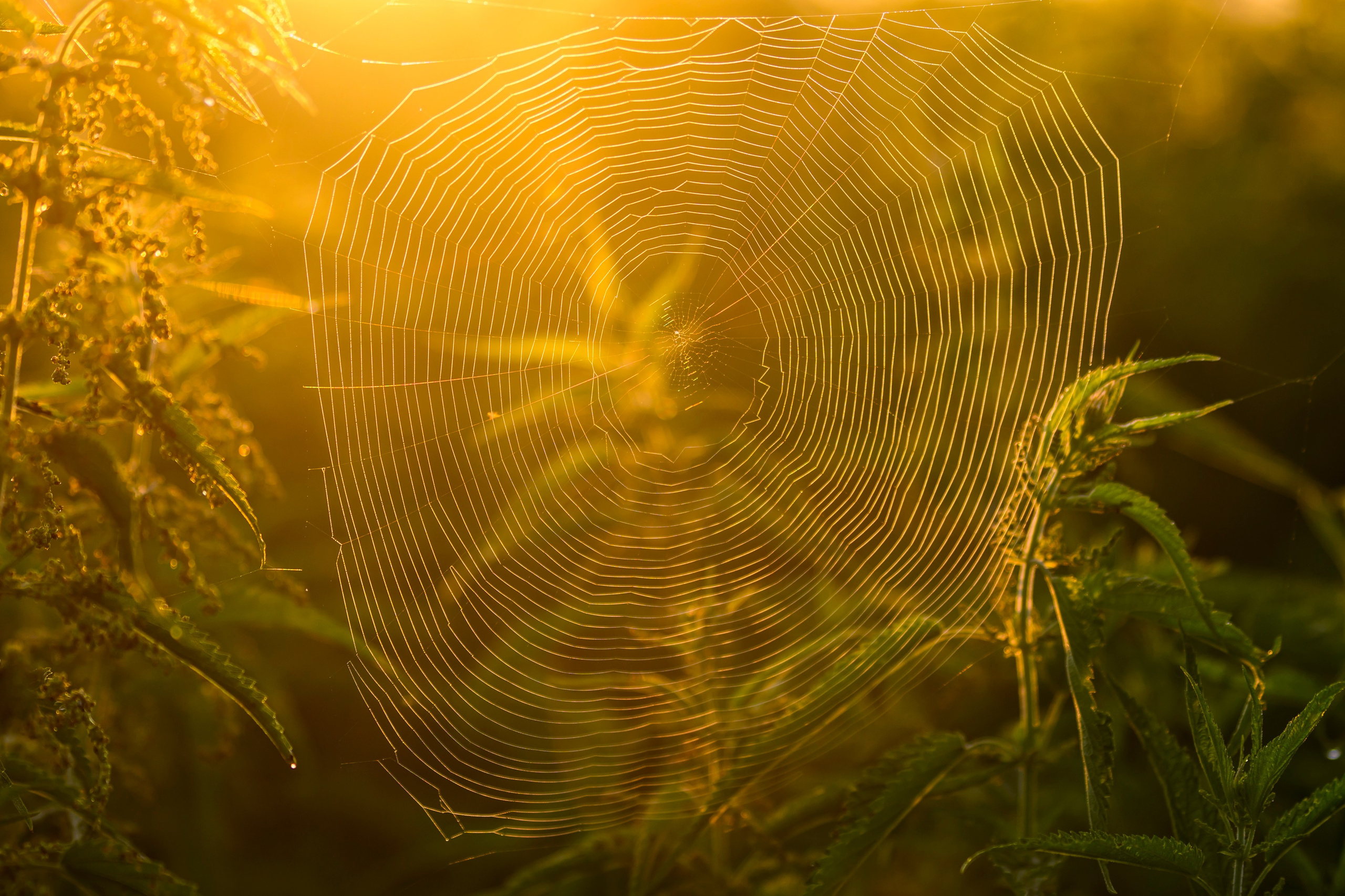 Совята завтракают. The owlets are having breakfast. Wildlife photography by Sergey Puponin