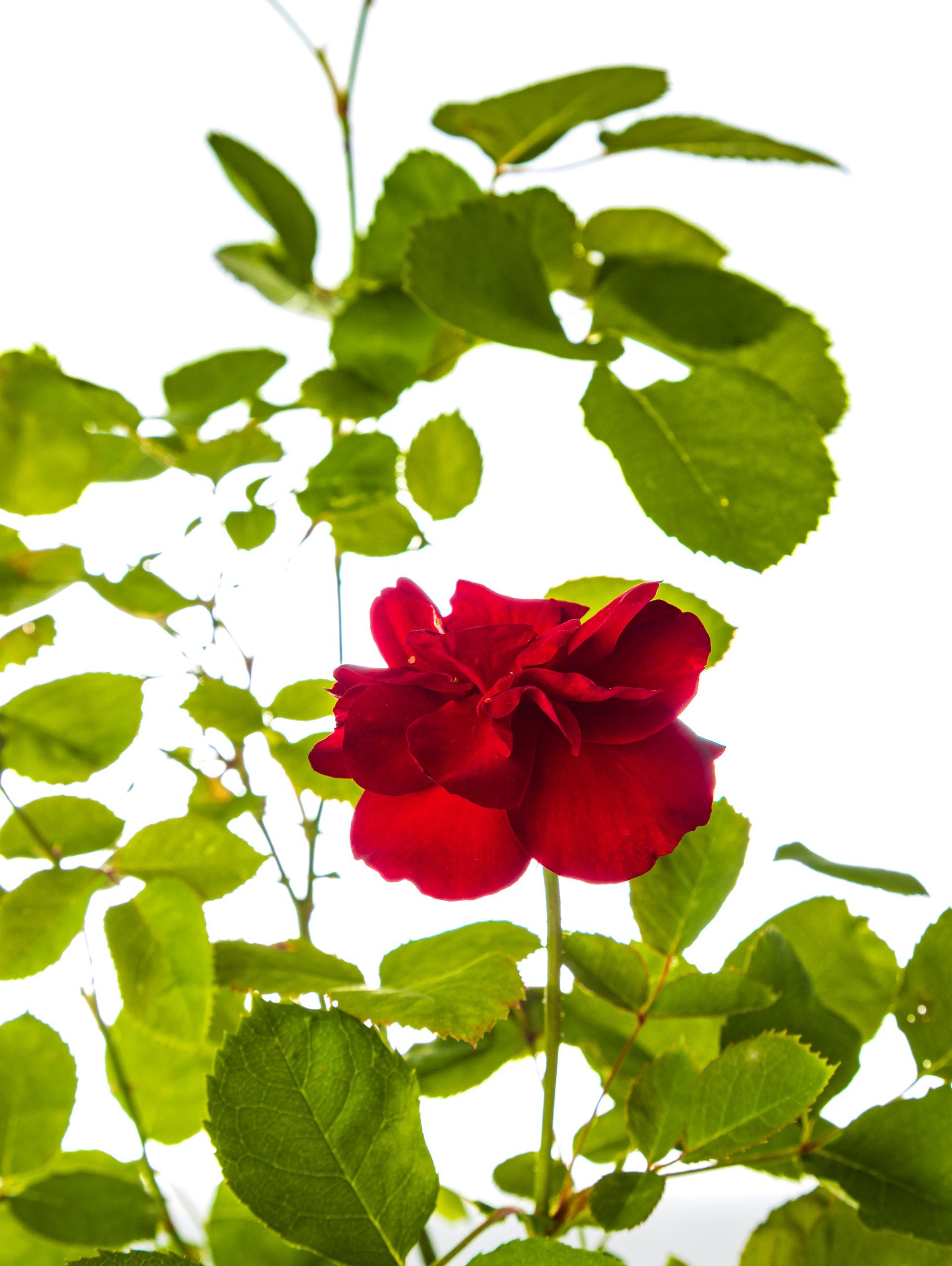 Студия коммерческой съемки ХВОЯ