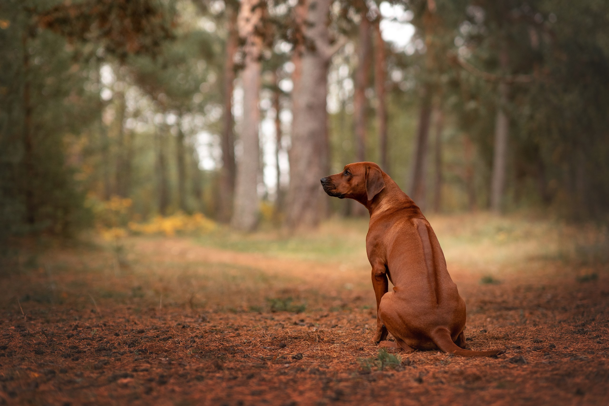 Нала. Родезийские Риджбеки в Санкт-Петербурге