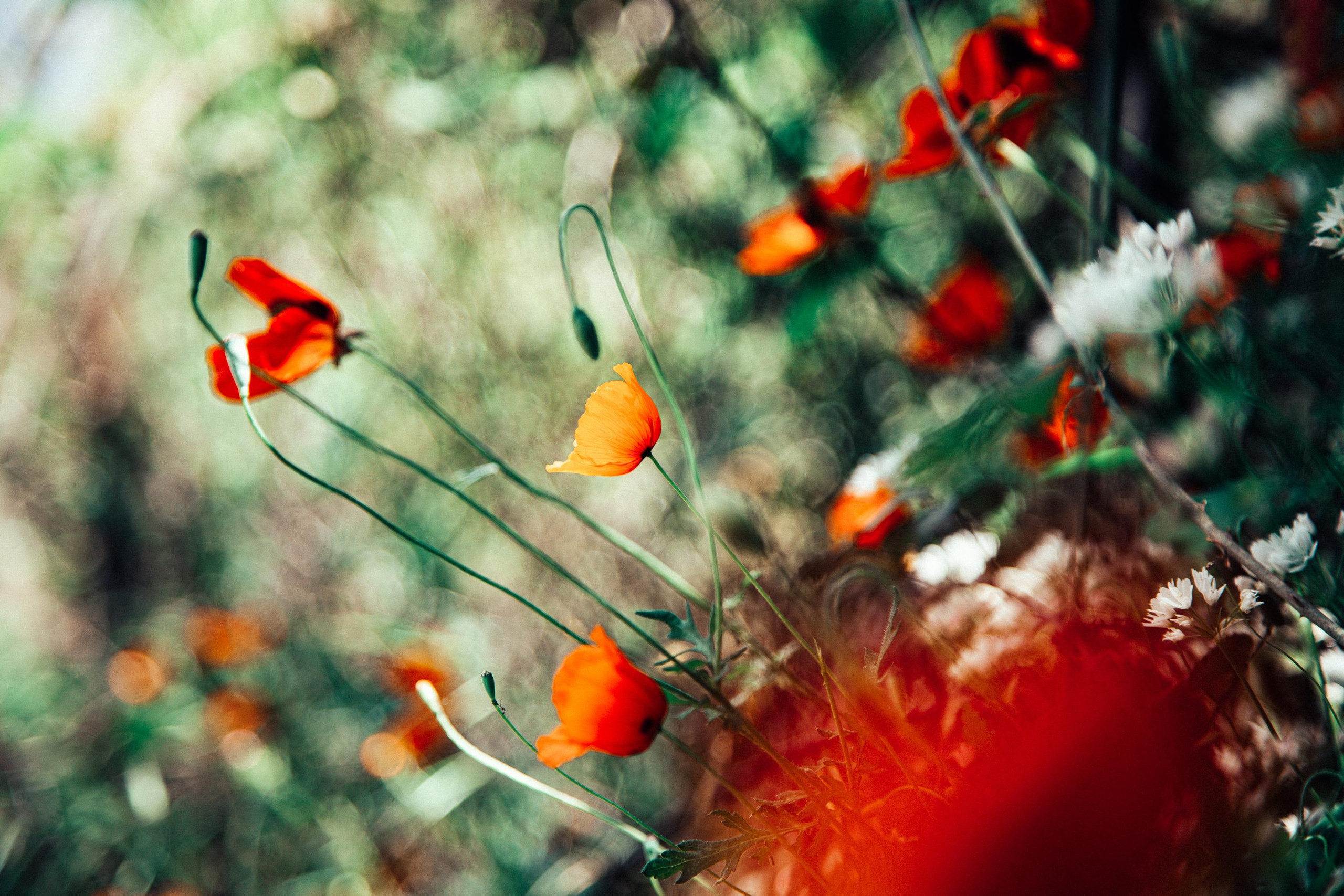 Семейный и детский фотограф в Санкт-Петербург. Natalia Fadel