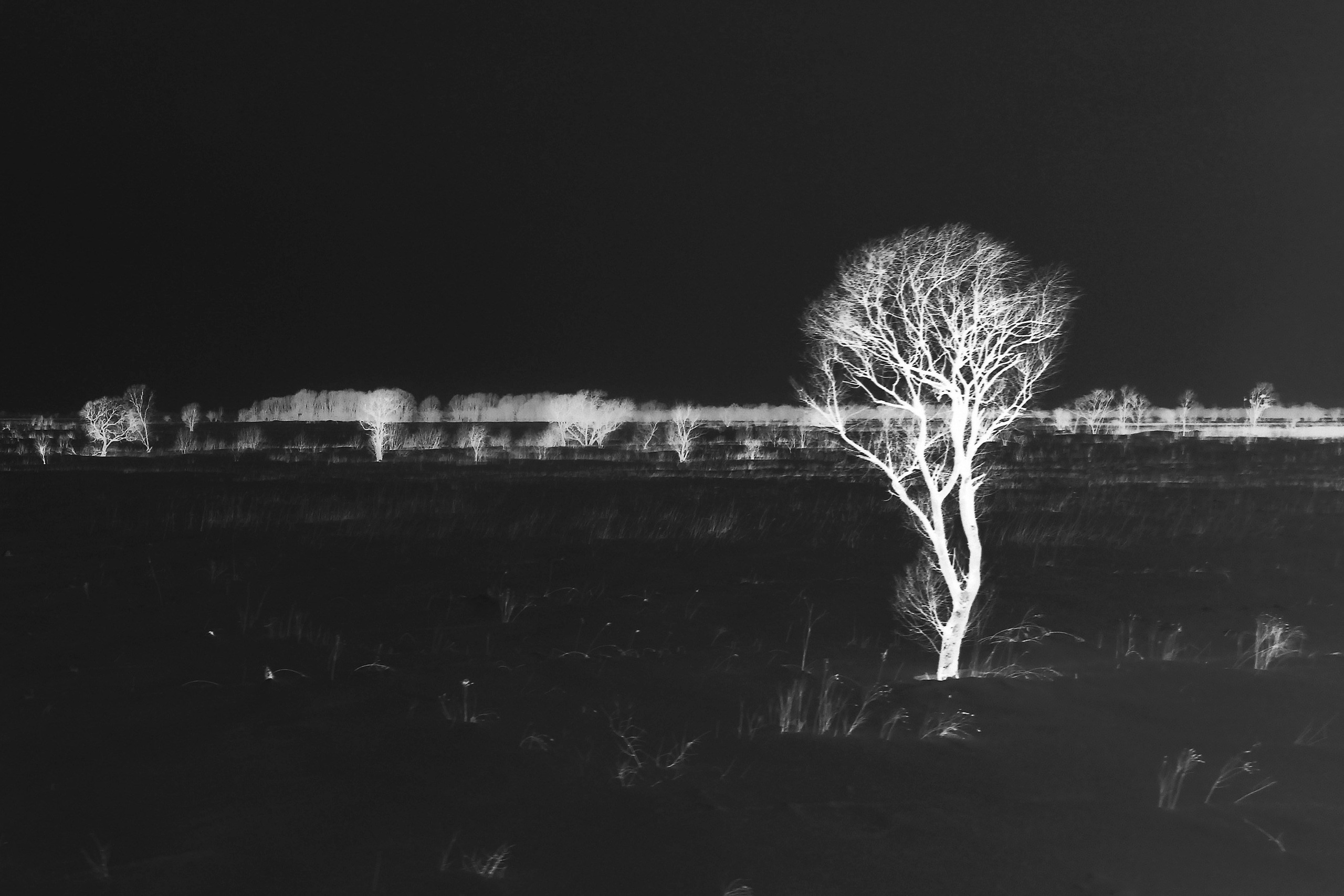 White and black, film negative. Семейный и детский фотограф в Буэнос-Айресе Перевозчикова Анна Fotógrafa de familia y niños en Buenos Aires Perevozchikova Anna