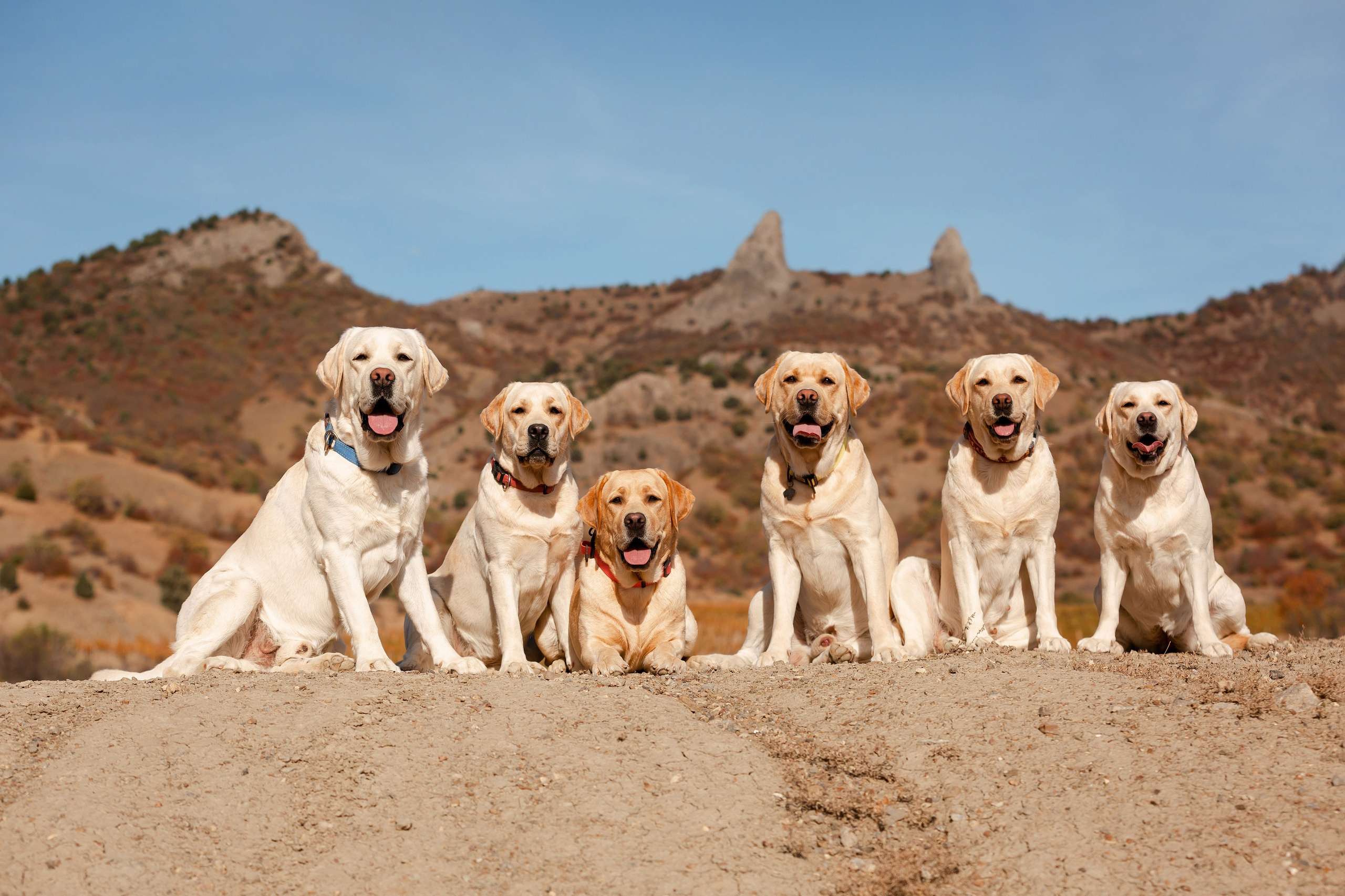 Фотограф-анималист в Краснодаре Маша Мельникова