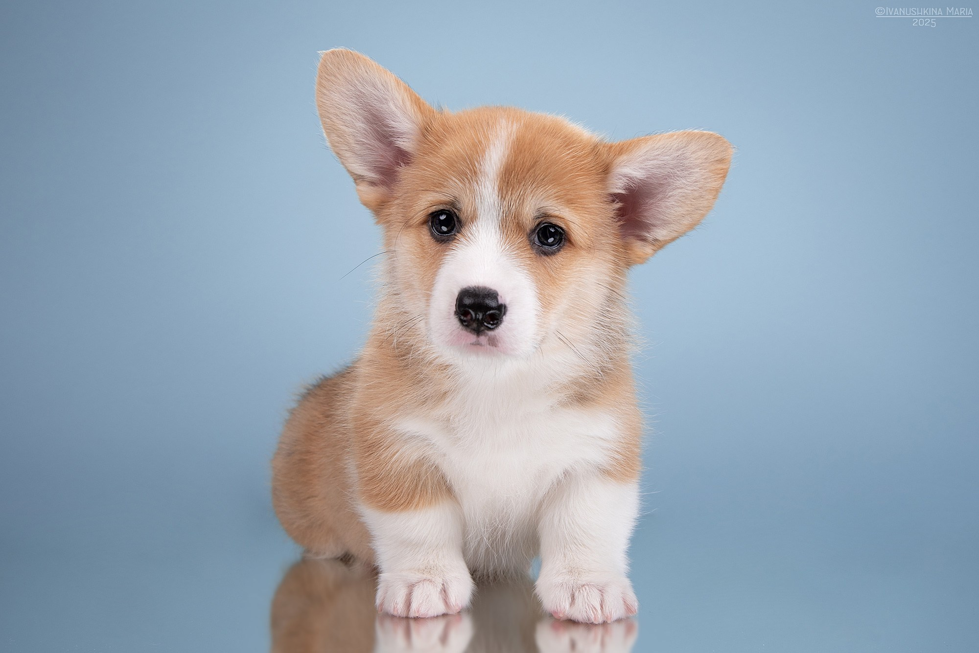 Фотосессия щенков на фонах. Фотограф собак в Москве и Московской области Иванушкина Мария