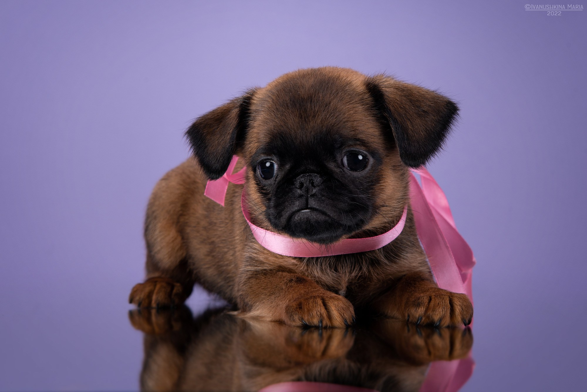 Фотосессия щенков на фонах. Фотограф собак в Москве и Московской области Иванушкина Мария