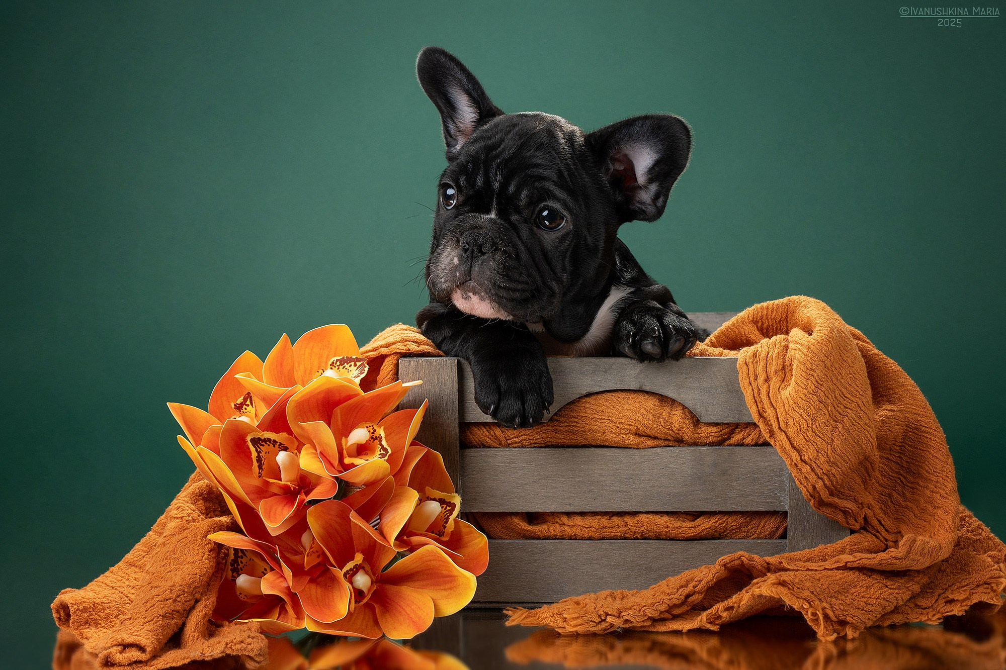 Фотосессия щенков на фонах. Фотограф собак в Москве и Московской области Иванушкина Мария
