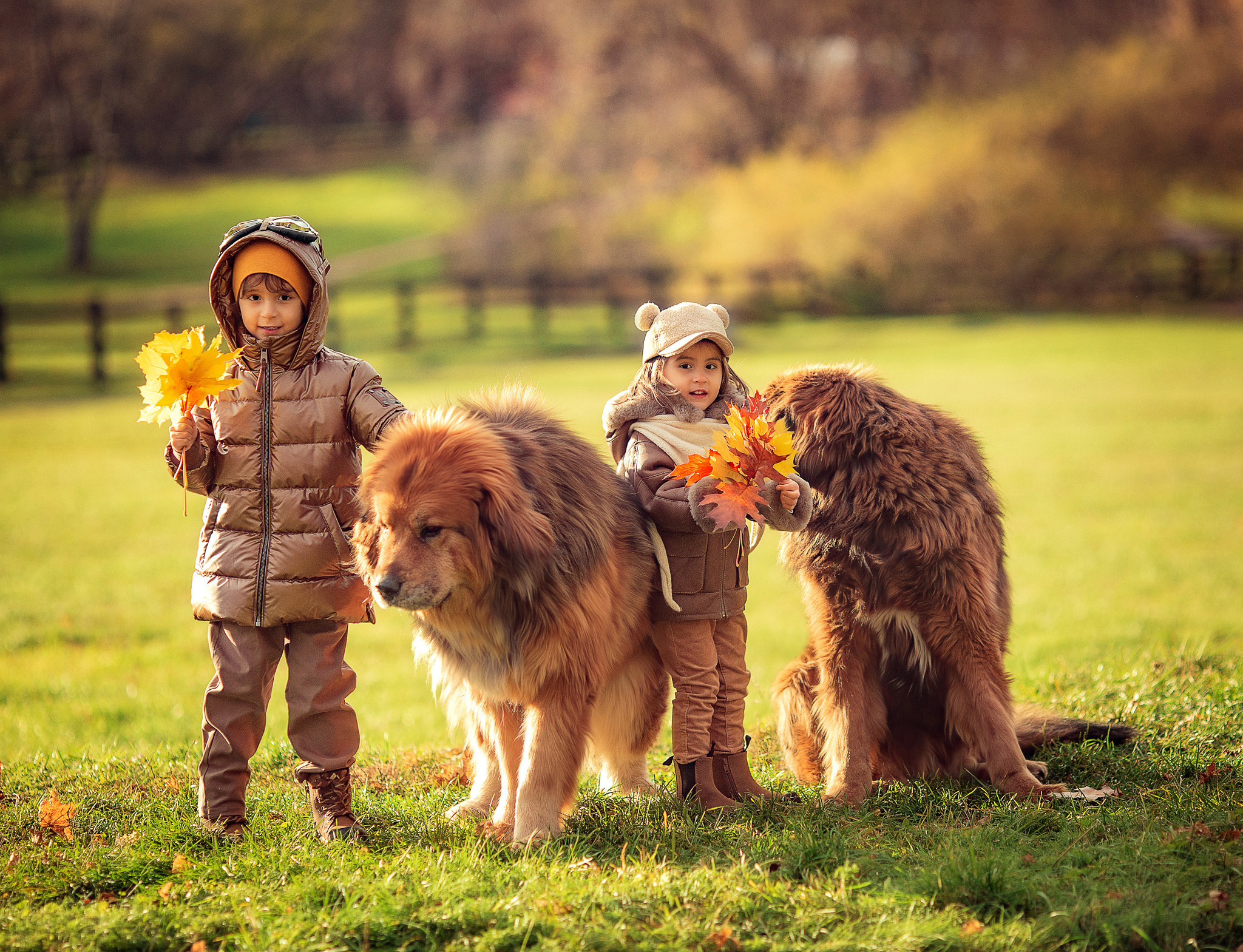 Дина с семьей и 2 Тибетских мастифа. Детский и семейный фотограф с животными в Москве Гурьева Надежда
