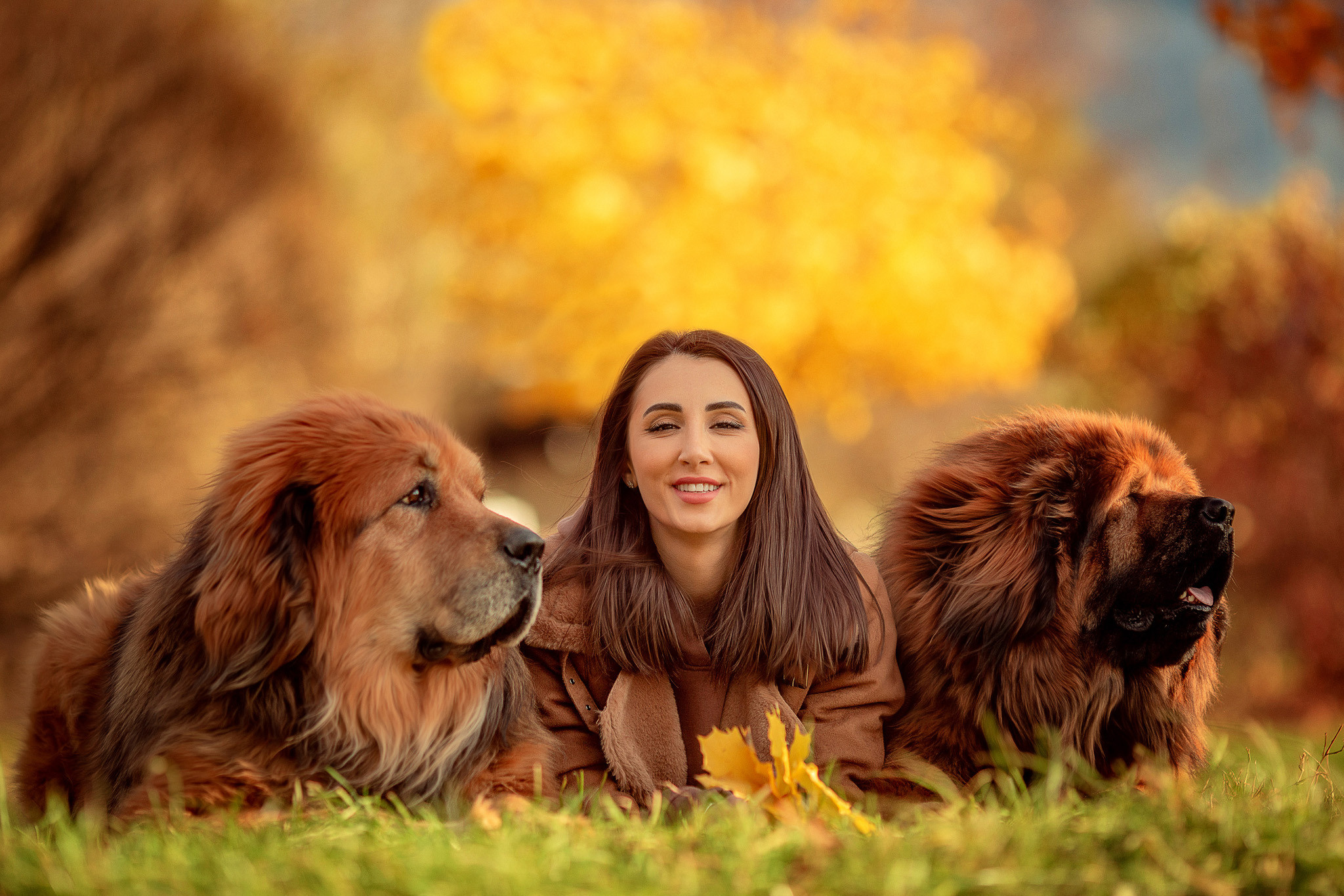Дина с семьей и 2 Тибетских мастифа. Детский и семейный фотограф с животными в Москве Гурьева Надежда