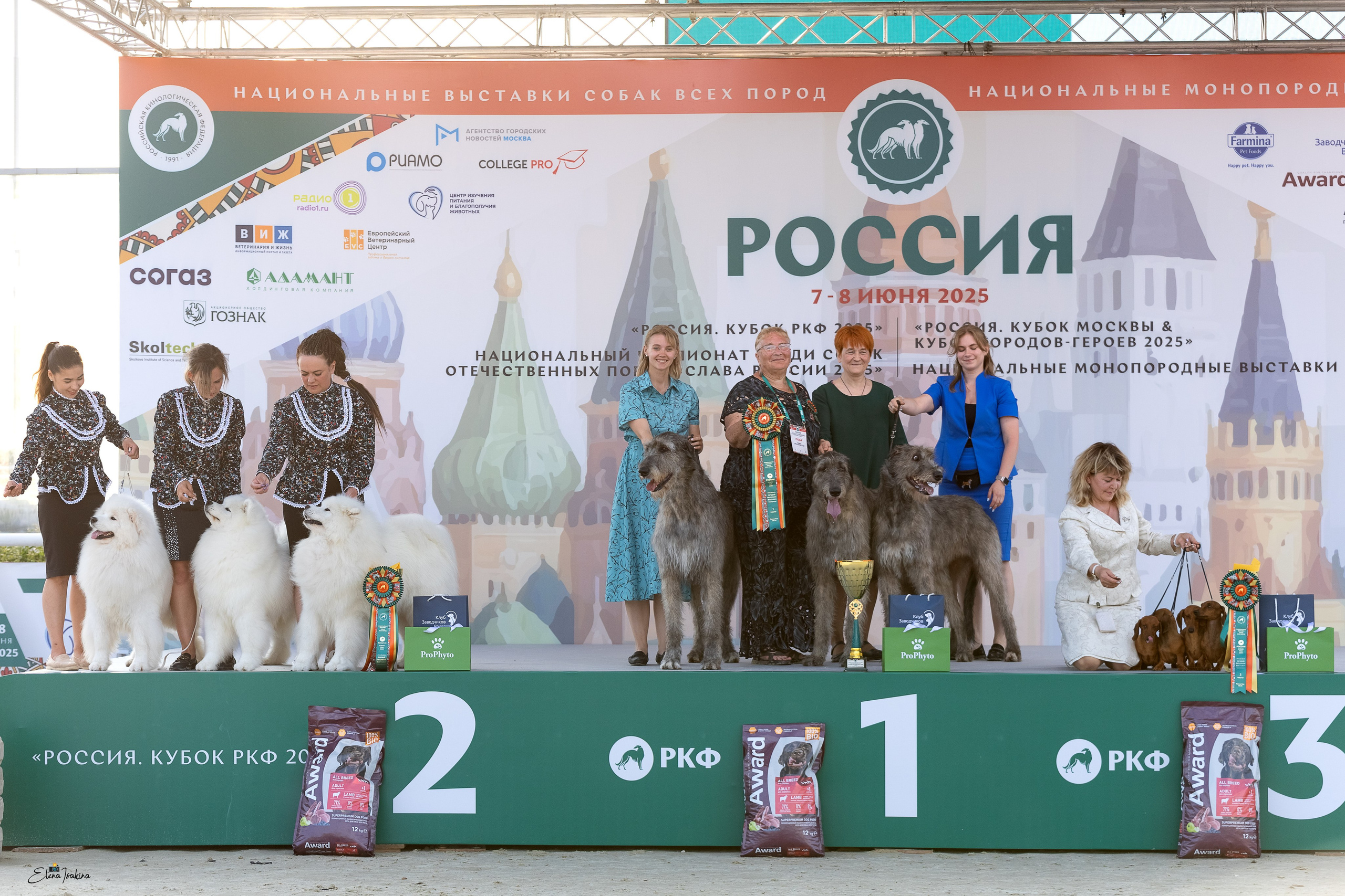 Россия 2025. Купить щенка Вельш-корги-кардиган в семейном питомнике — Ice Fantasy