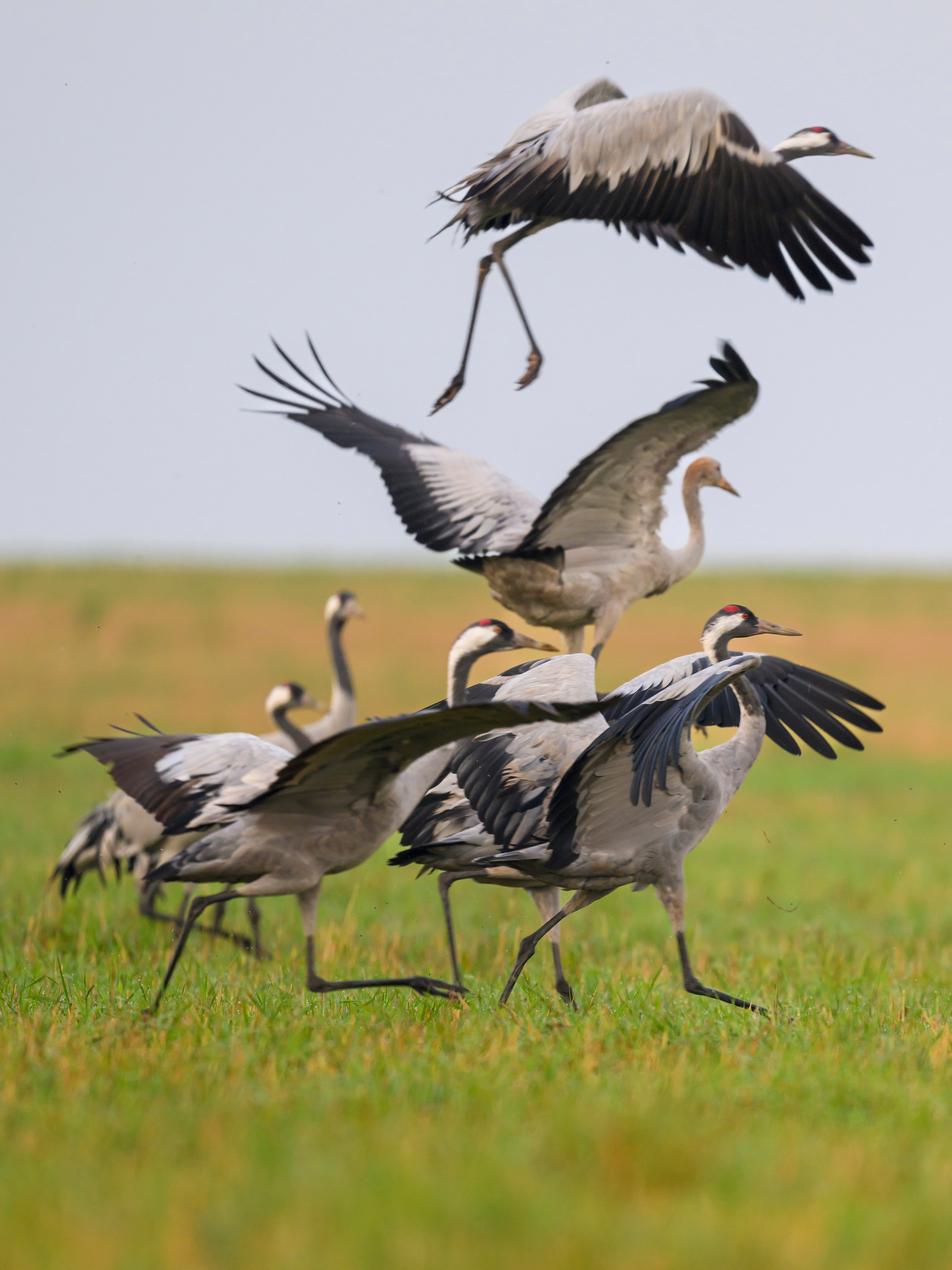 Журавли! Cranes!. Фотограф Сергей Пупонин