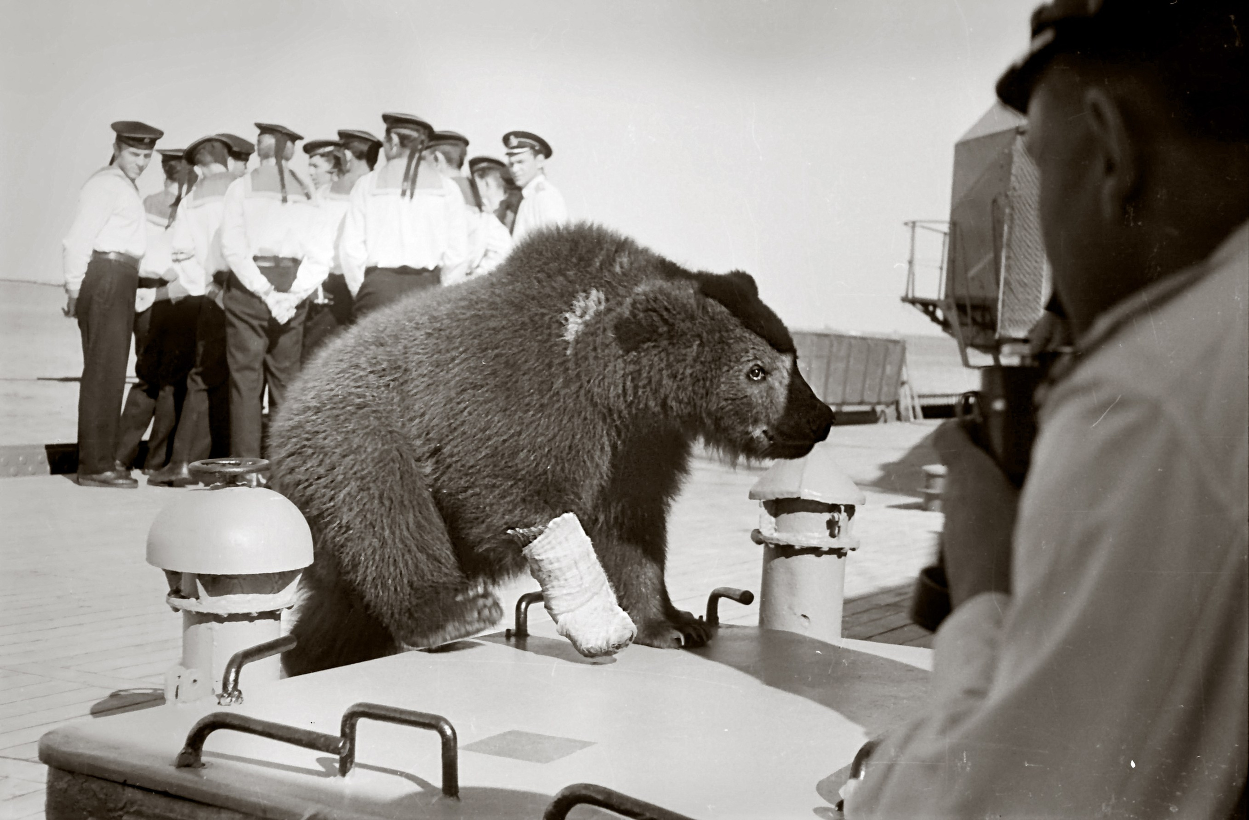 Медведь «Мишка» на крейсере «Свердлов». Средиземное море, 1965 г. В русском флоте были традиции шефства над кораблями высокопоставленными лицами и членами императорских фамилий. В советское время шефствовали коллективно, иногда целыми областями и республиками. Шефом крейсера «Свердлов был Алтайский край. По традиции представители края привозили подарки для экипажа, в том числе и медвежат. После того как животное вырастало его отдавали в зоопарк. Медведи всегда имели свое место-берлогу на палубе, и специального «няньку», из числа экипажа, который отвечал за воспитание и поведение. Автор снимка капитан 2-го ранга Тереховкин А.В.