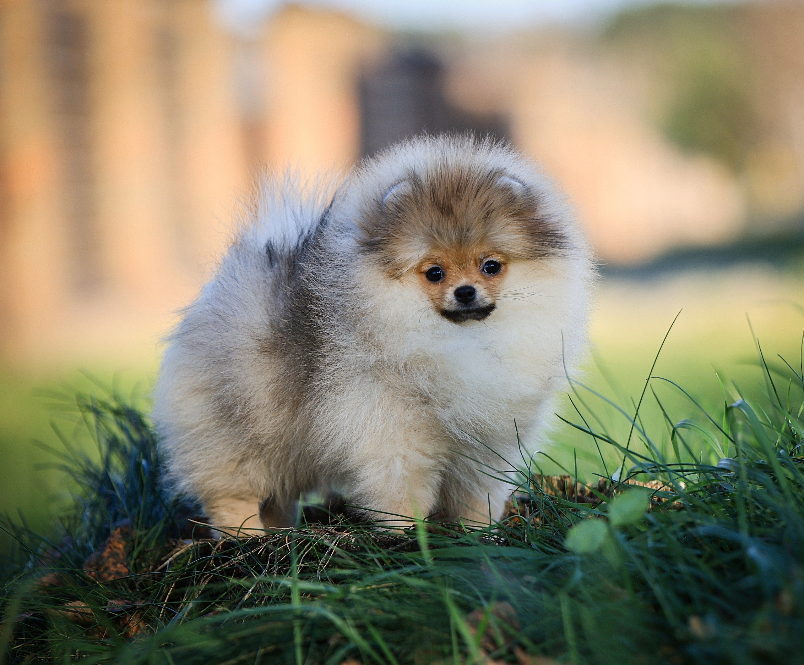 Шпицы. Купить щенка Вельш-корги-кардиган в семейном питомнике — Ice Fantasy