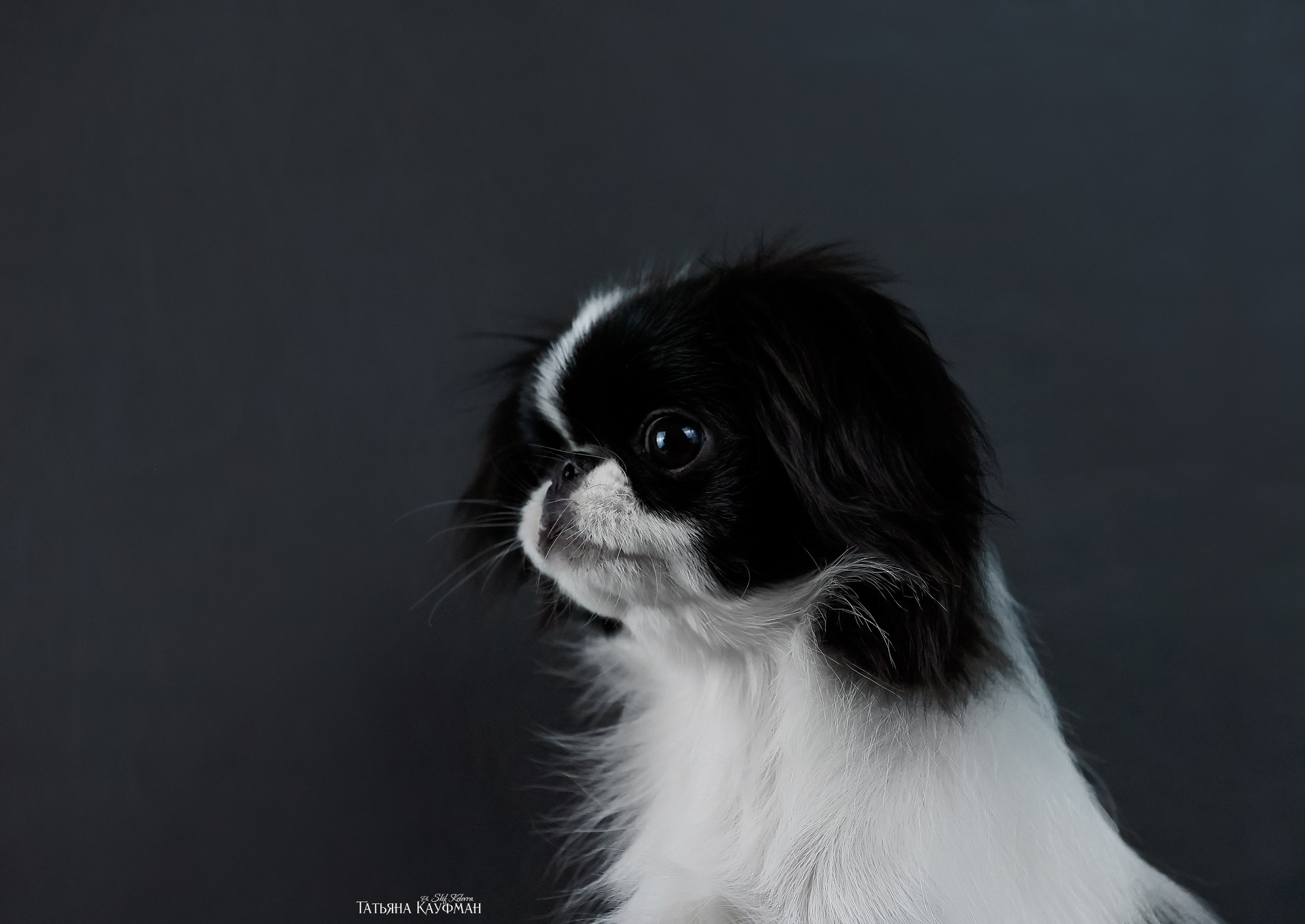 Японский хин, фотография японский хин, красивая собака, фотограф анималист, фотокурс Анималистика, научиться фотографировать собак, фотограф Новосибирск, фотостудия Скифки, студийная фотография