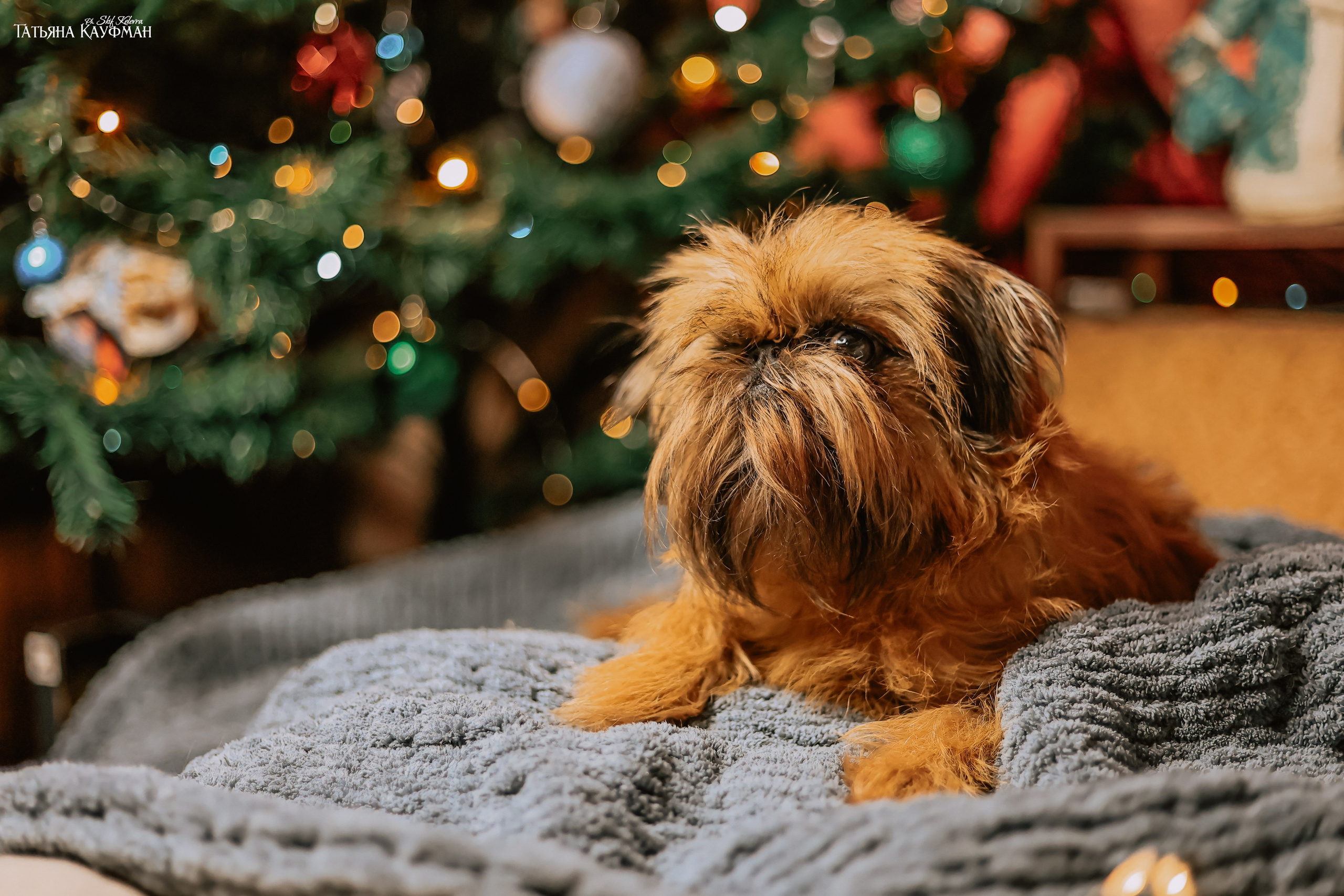 Брюссельский гриффон, фотография гриффон, красивая собака, фотограф анималист, фотокурс Анималистика, научиться фотографировать собак, фотограф Новосибирск