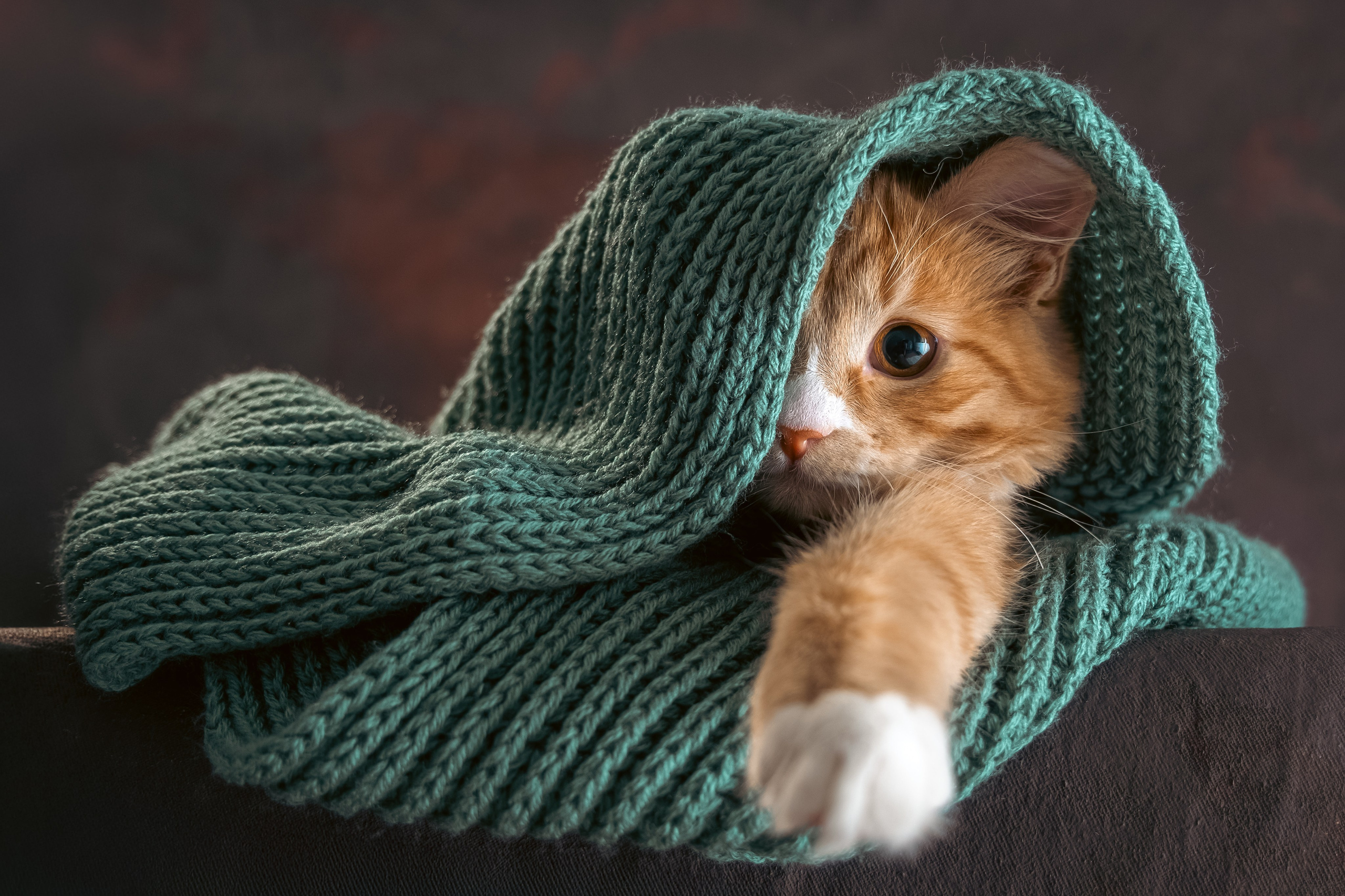 Котенок Дарвин