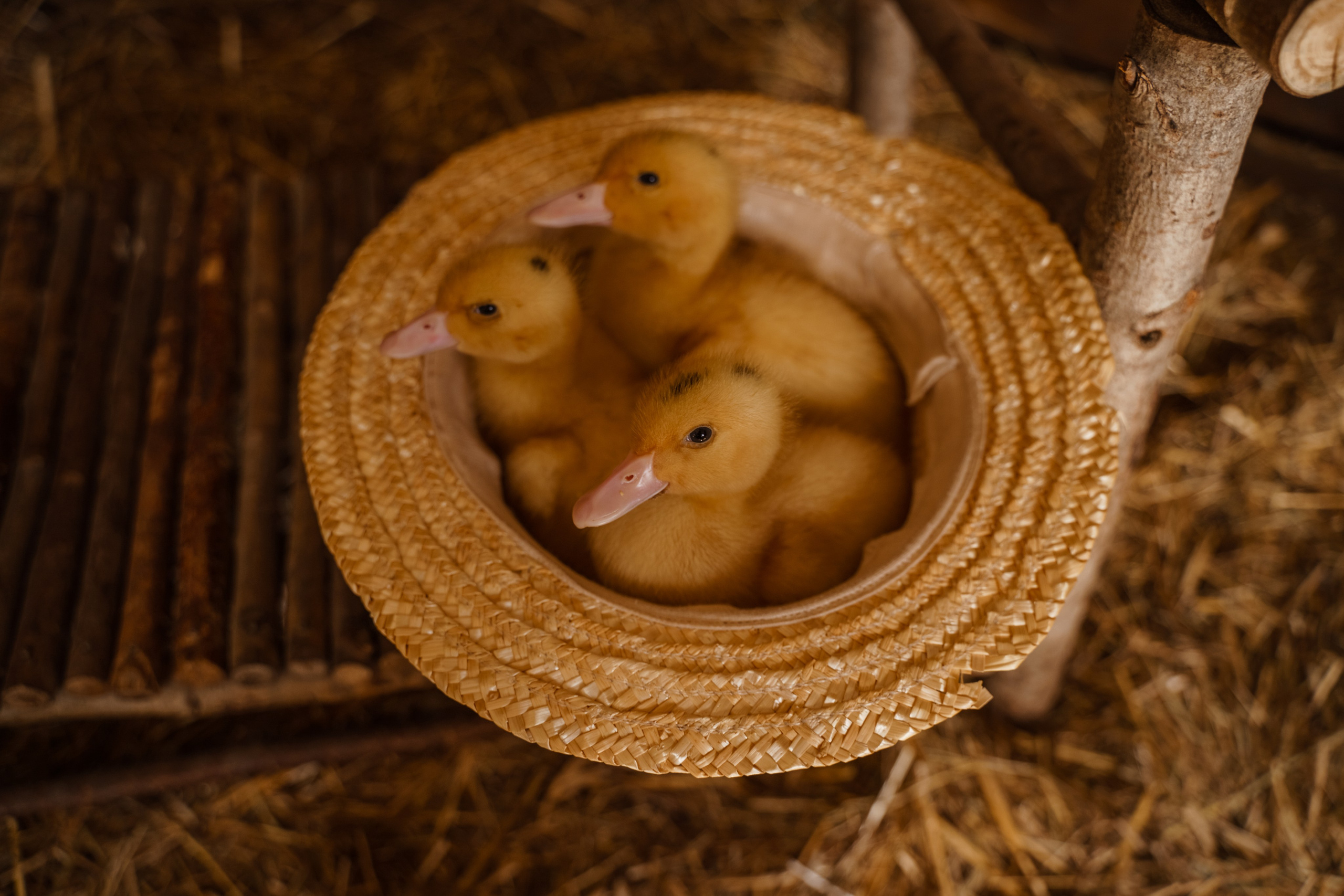 Фотосессия с утятами в студии