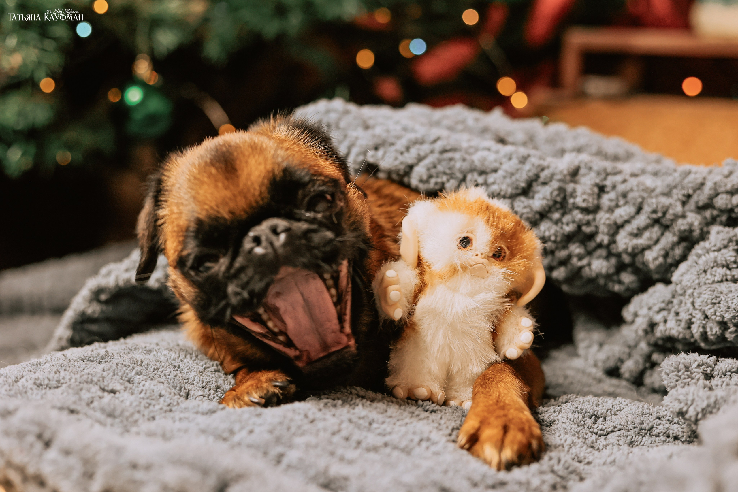 Малый брабансон, фотография брабансон, красивая собака, фотограф анималист, фотокурс Анималистика, научиться фотографировать собак, фотограф Новосибирск