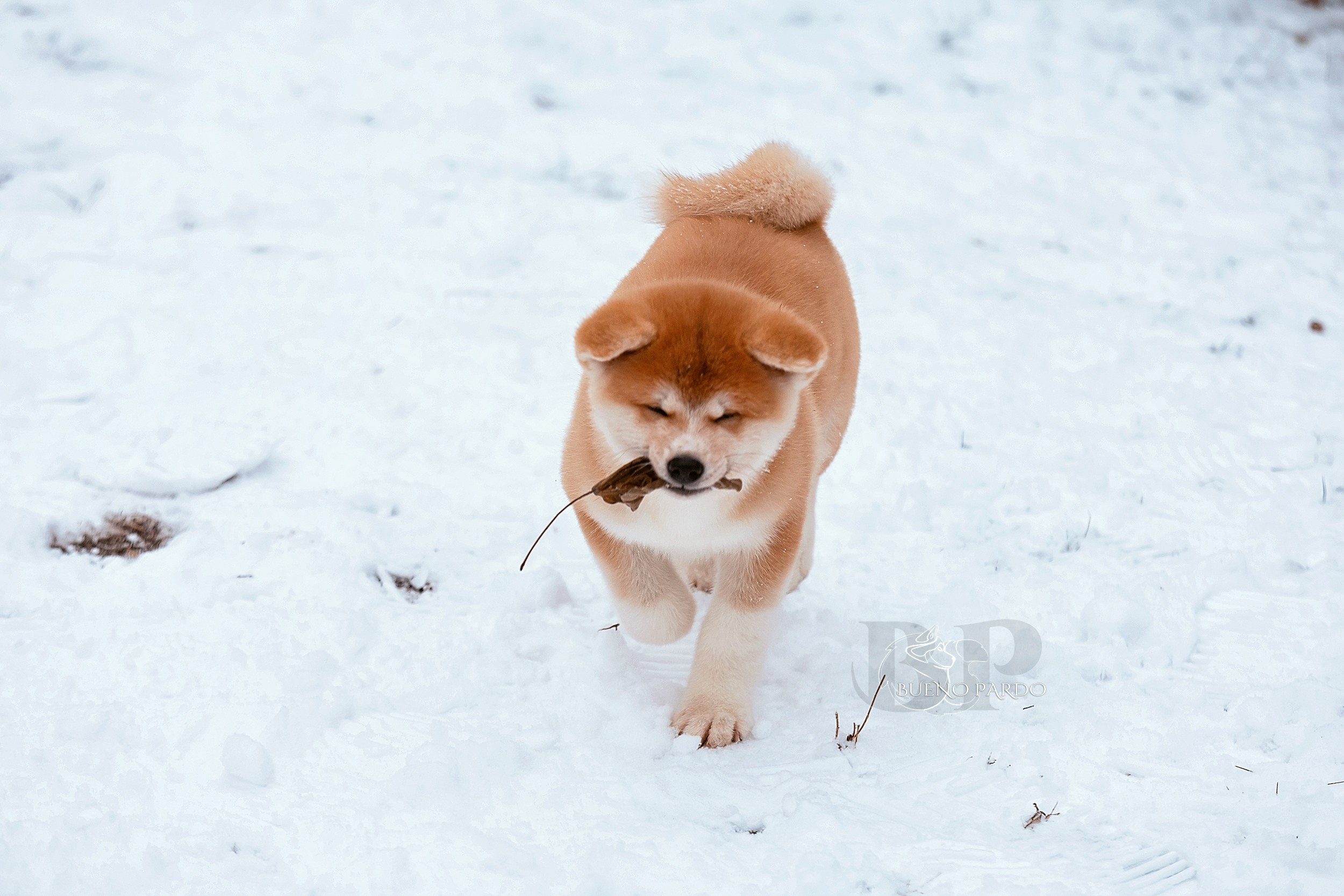 Щенки японской акита ину из питомника. Питомник собак Акита, Хаски, Корги