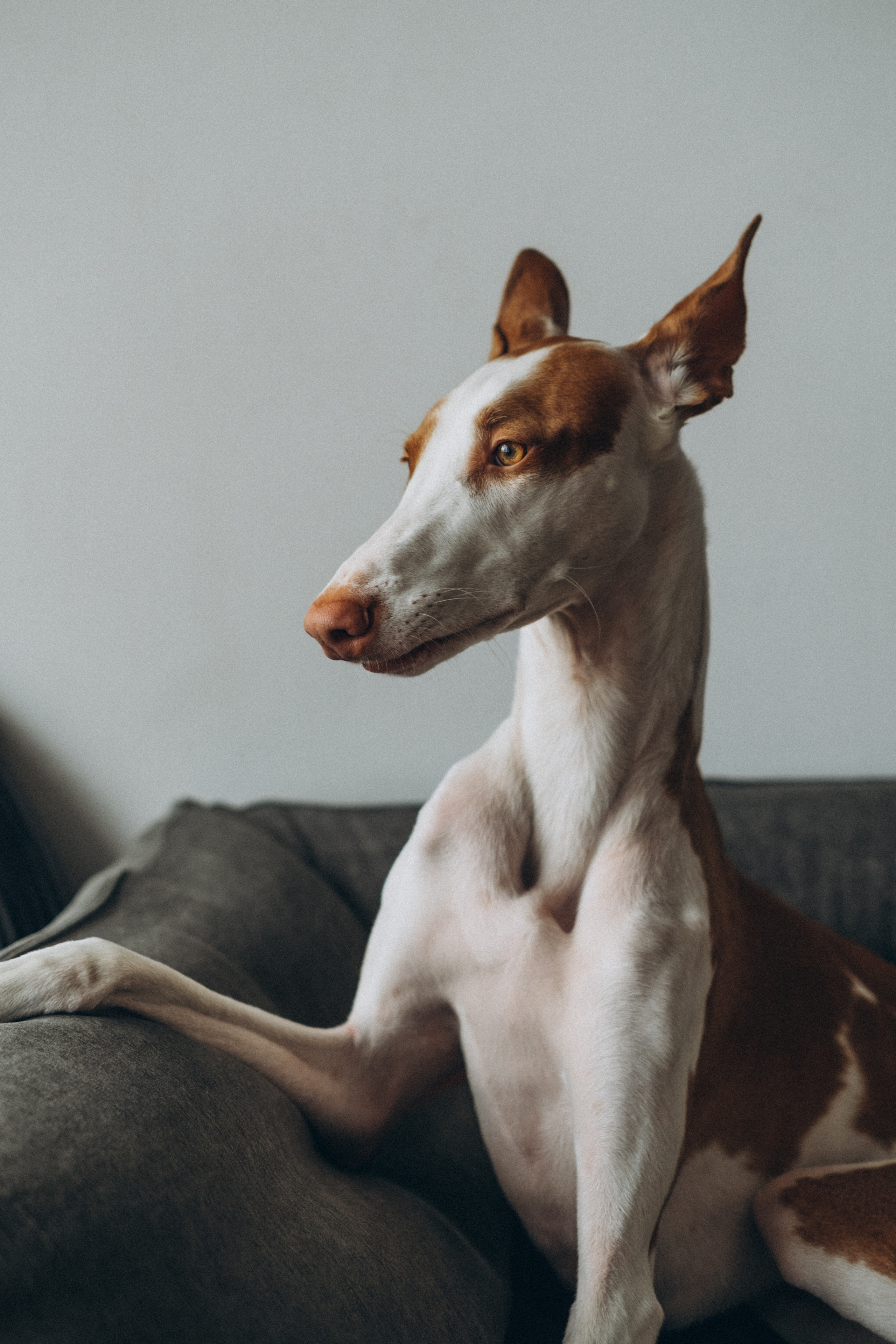 Семейный фотограф и анималист в Москве Анна Иванова
