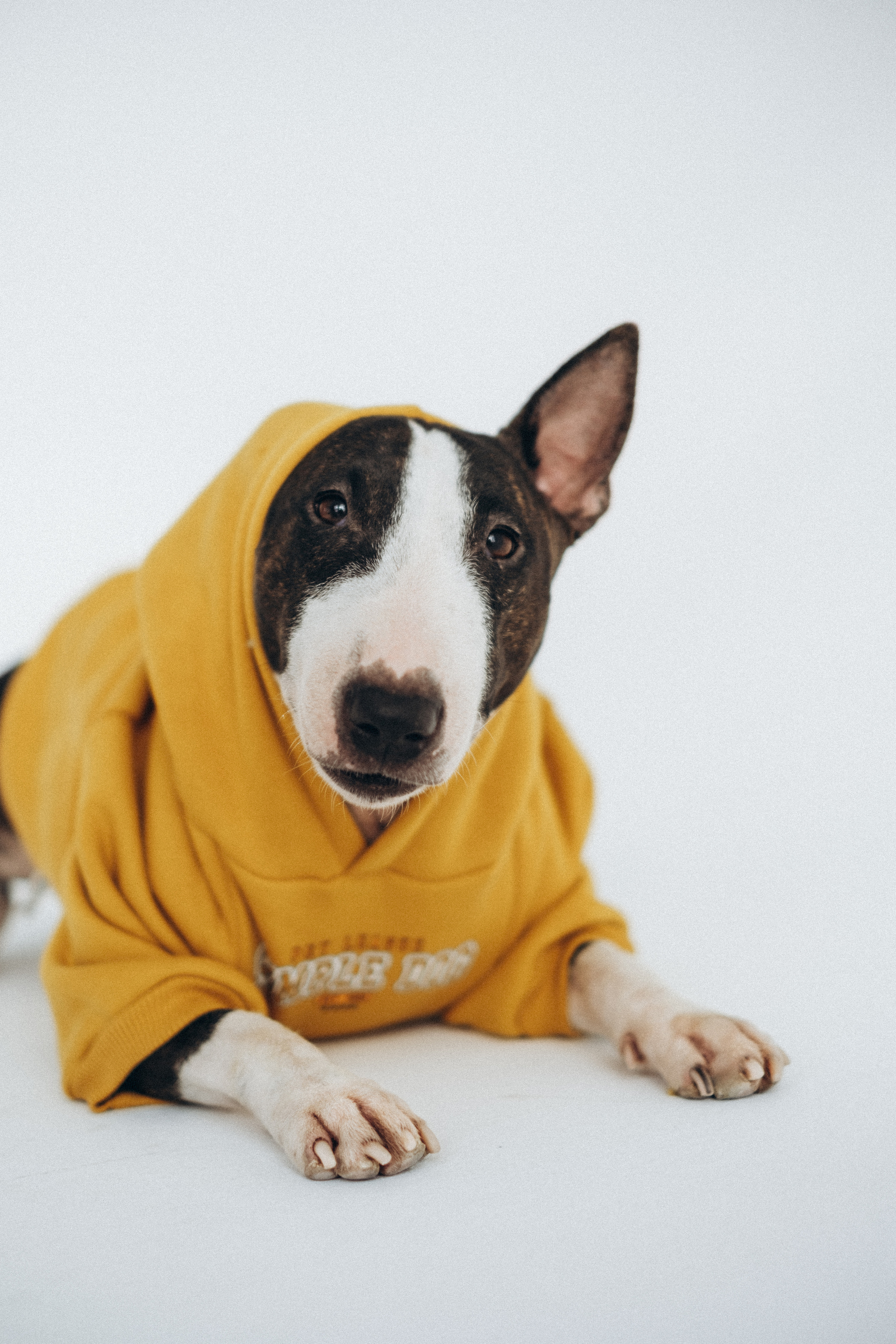 Семейный фотограф и анималист в Москве Анна Иванова