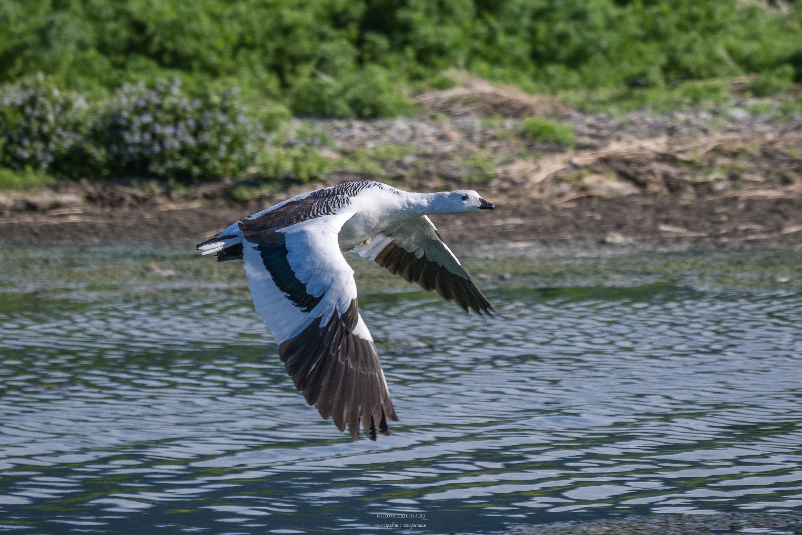 Ледник Перито-Морено, Лагуна Нимез и озеро Архентино. Авторские стильные фотокартины