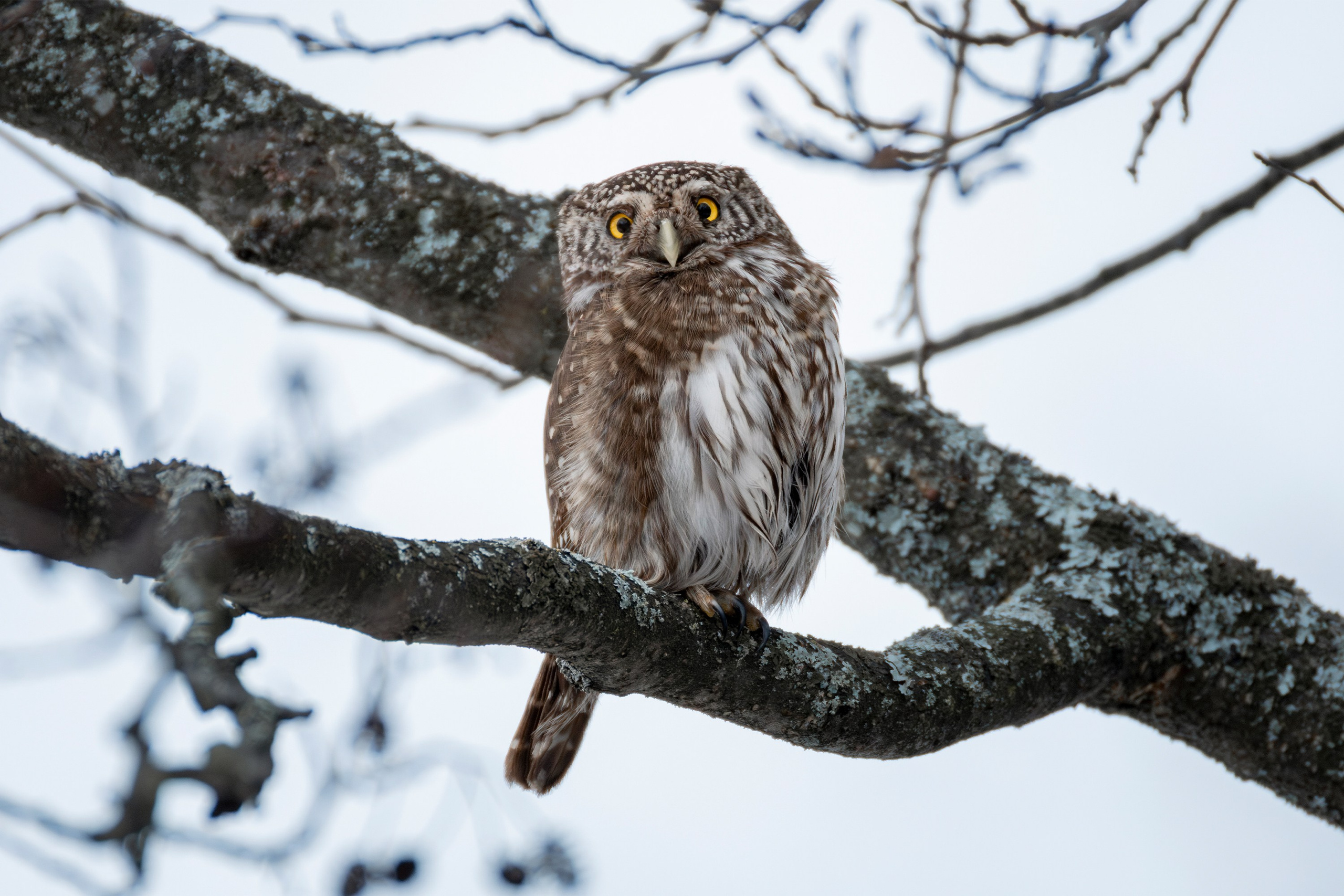 Фотограф дикой природы Роман Исаенков