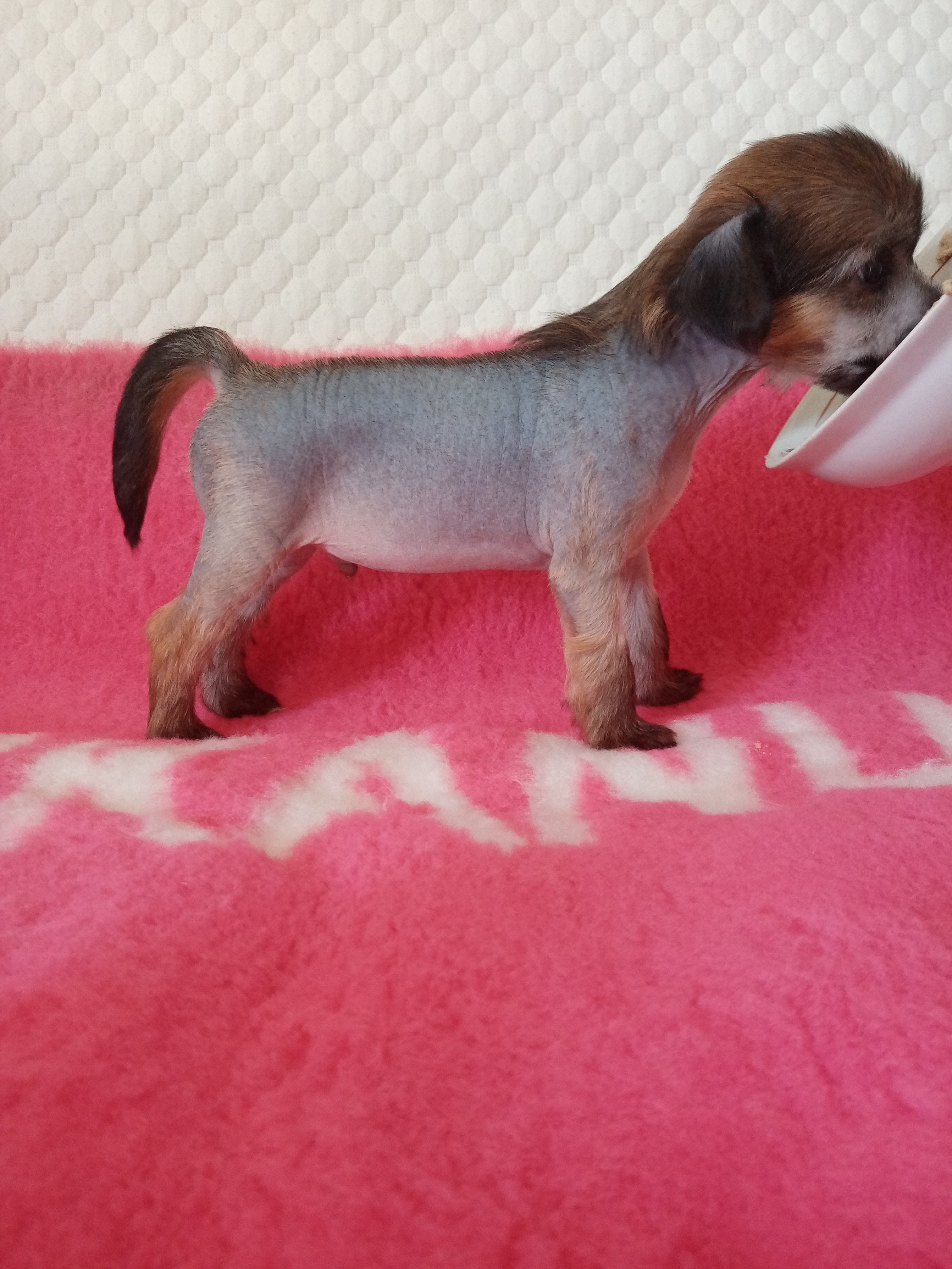 The puppy is 35 days old.