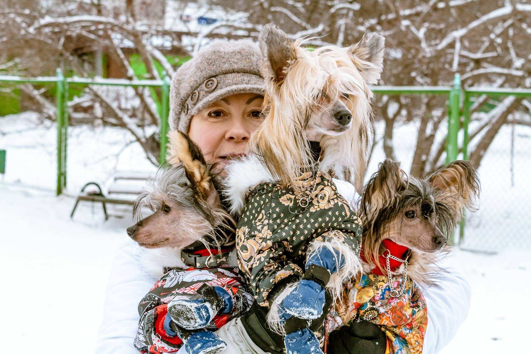 Alfa Laval De lux Supernova. Питомник китайских хохлатых собак Poale Ell: купить щенка в питомнике