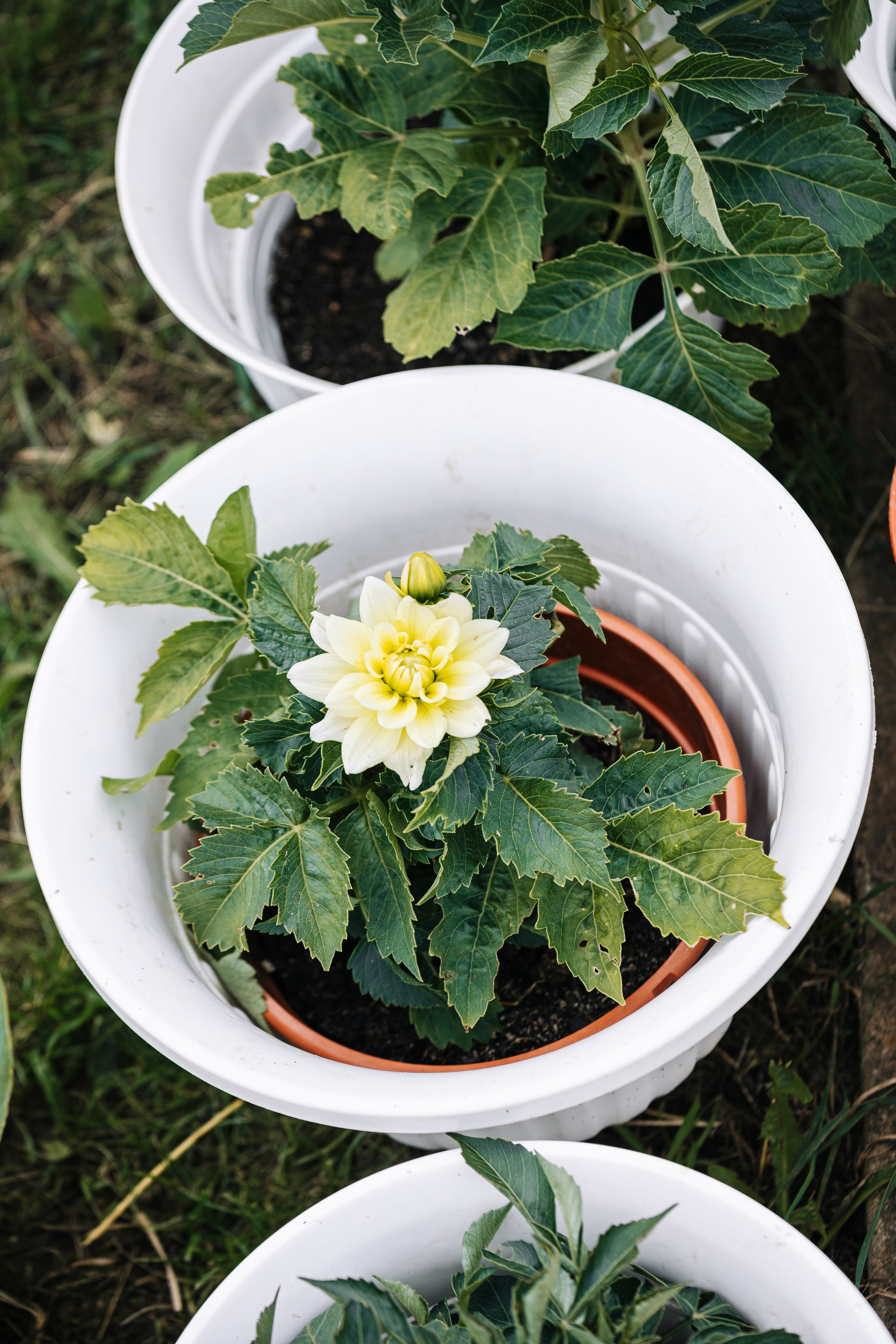 ОЗЕЛЕНЕНИЕ СРЕДЫ. Студия цветов в Санкт-Петербурге Ирины Гуриной