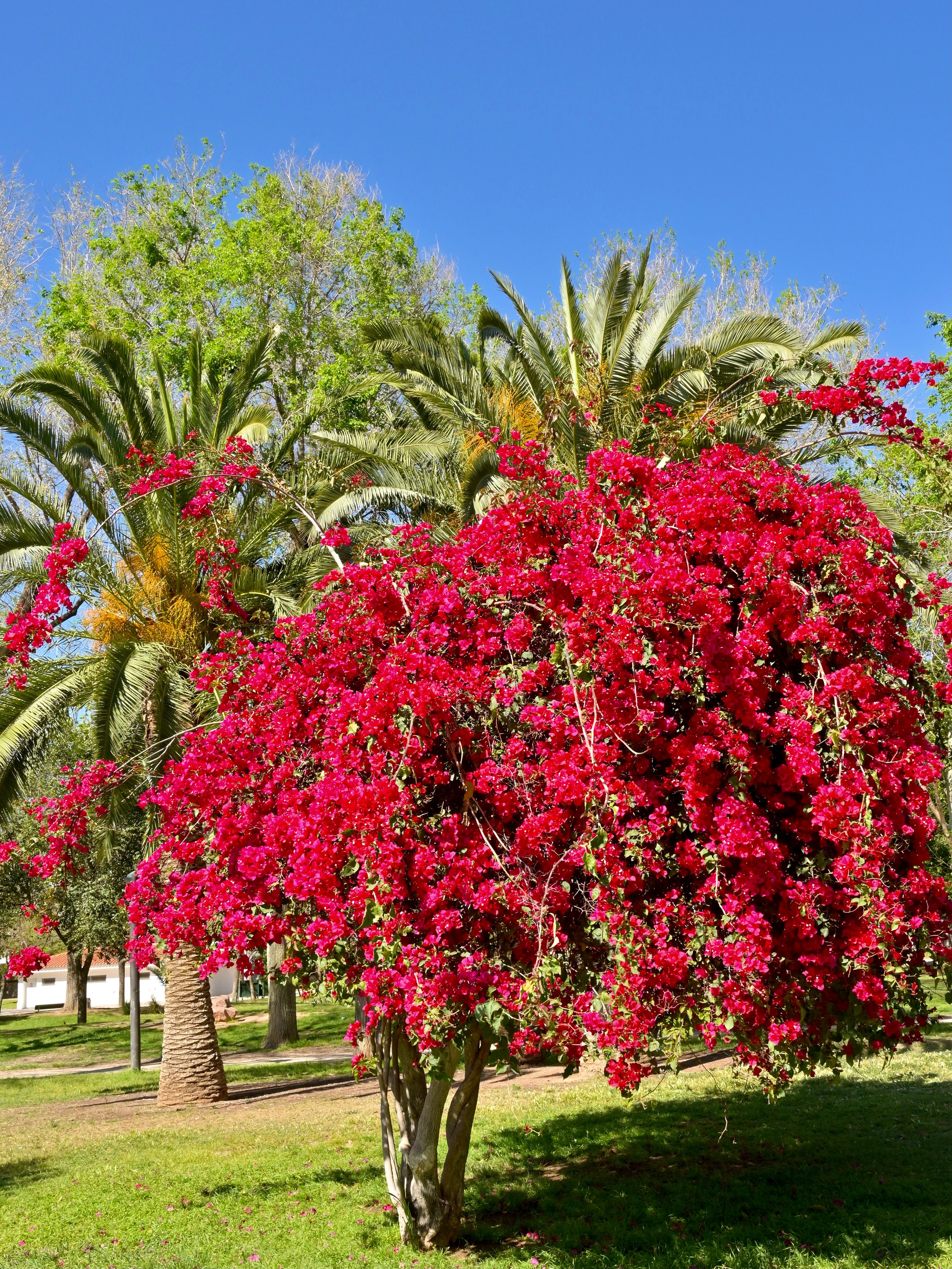 Парки Валенсии. Гид и фотограф в Валенсии Новиков Михаил