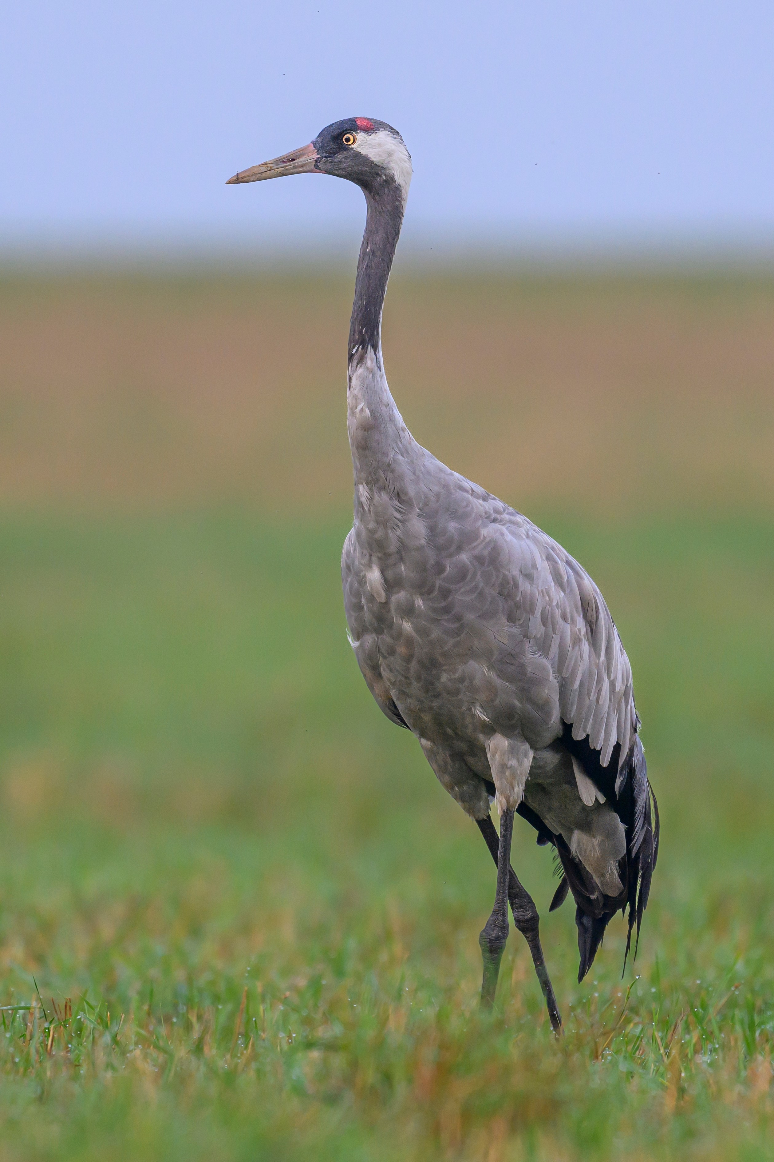 Журавли! Cranes!. Фотограф Сергей Пупонин