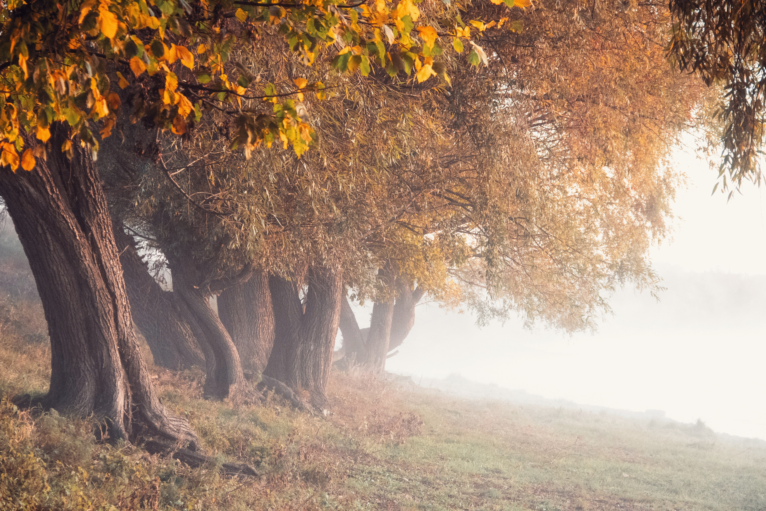 Волшебное утро в первый день октября. С любовью, фотохудожник