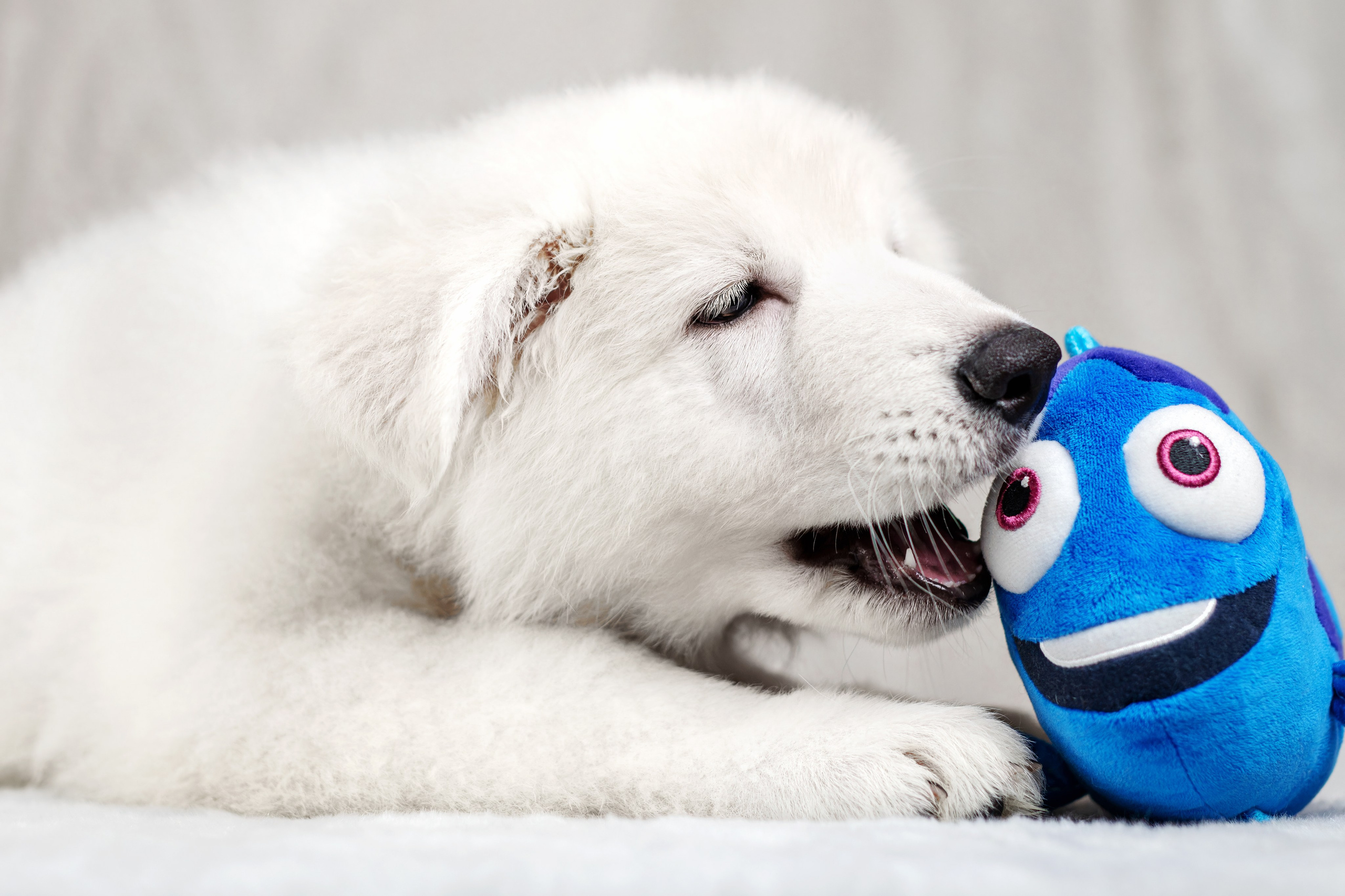 Щенки белой швейцарской овчарки. Фотограф-анималист Юлия Зубкова