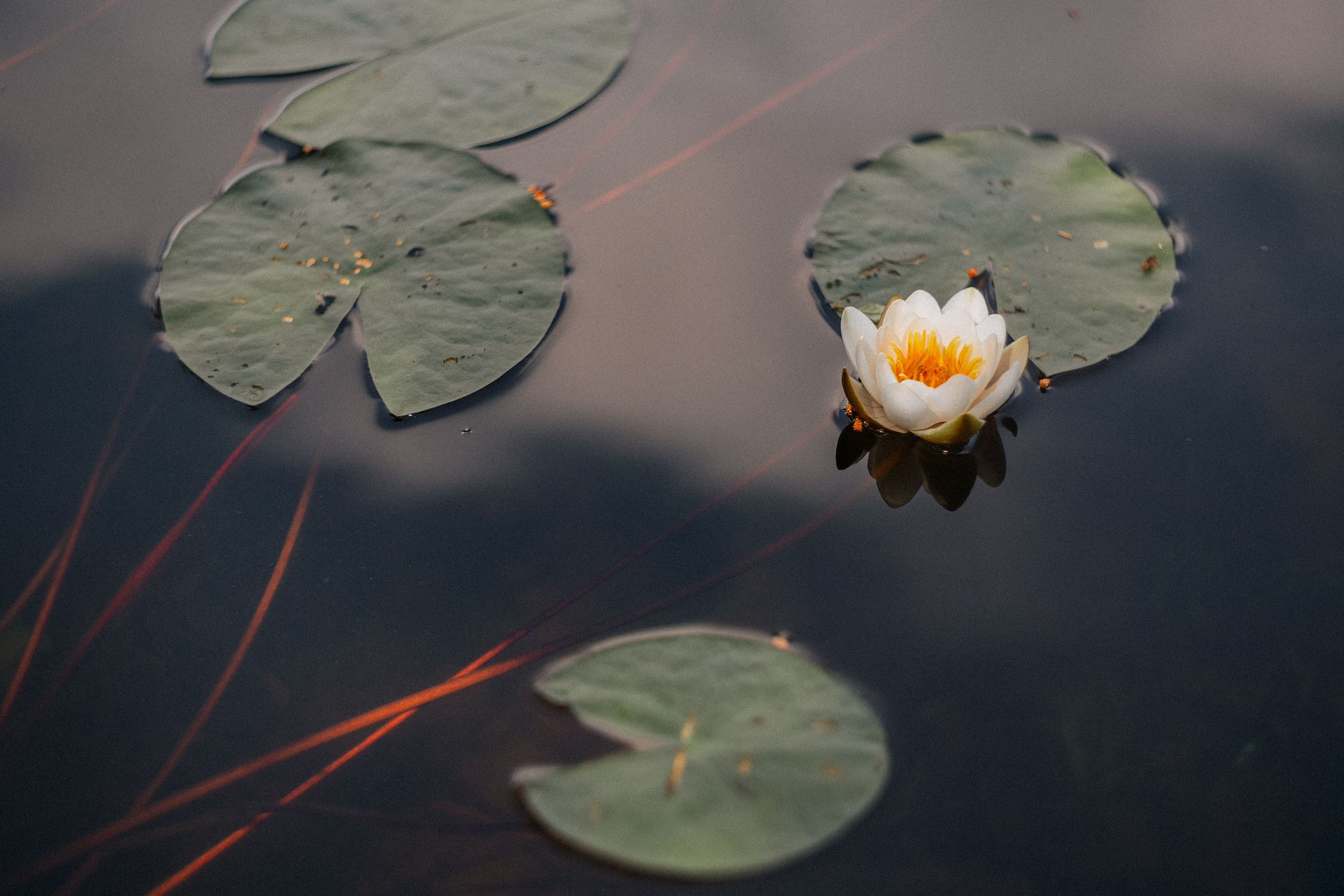 «Голливудская» связка Sony A7 III и Гелиос 44-2. Юля Дэй • Фотограф, Санкт-Петербург