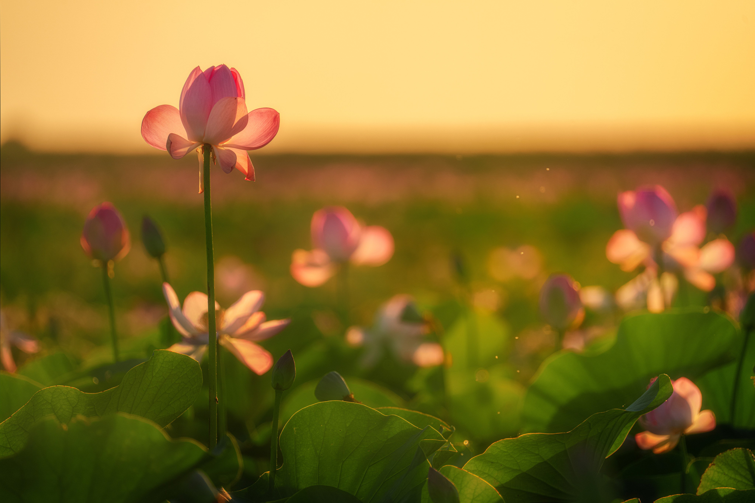 Барханы и лотосы. Июль–Август